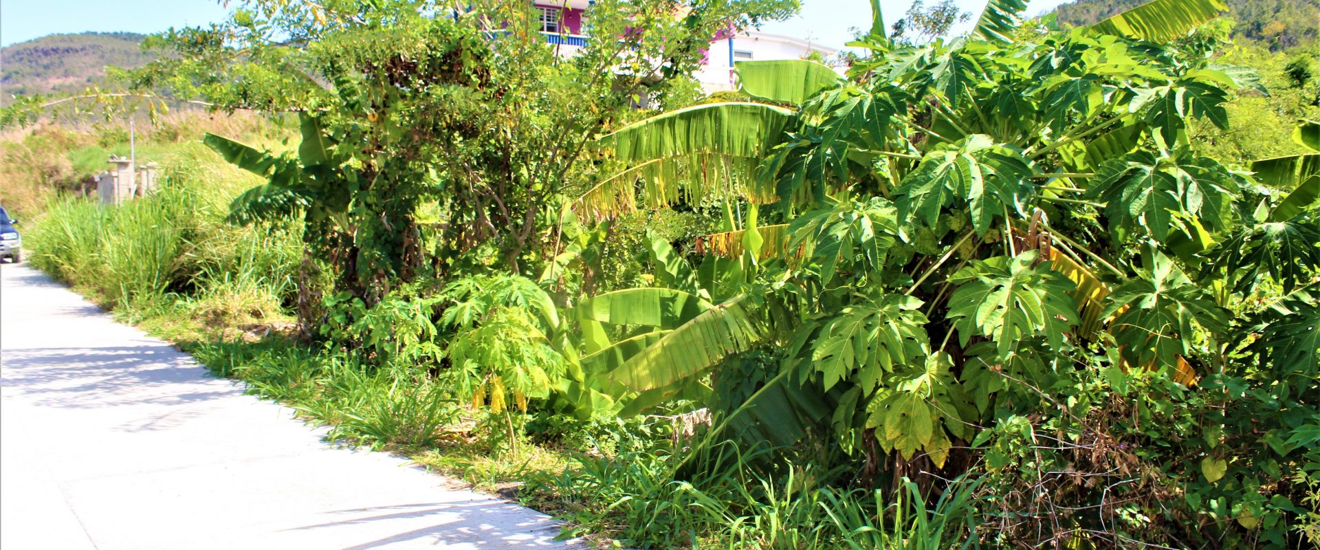 13,151sqft residential lot in Belfast , Mahaut , Dominica