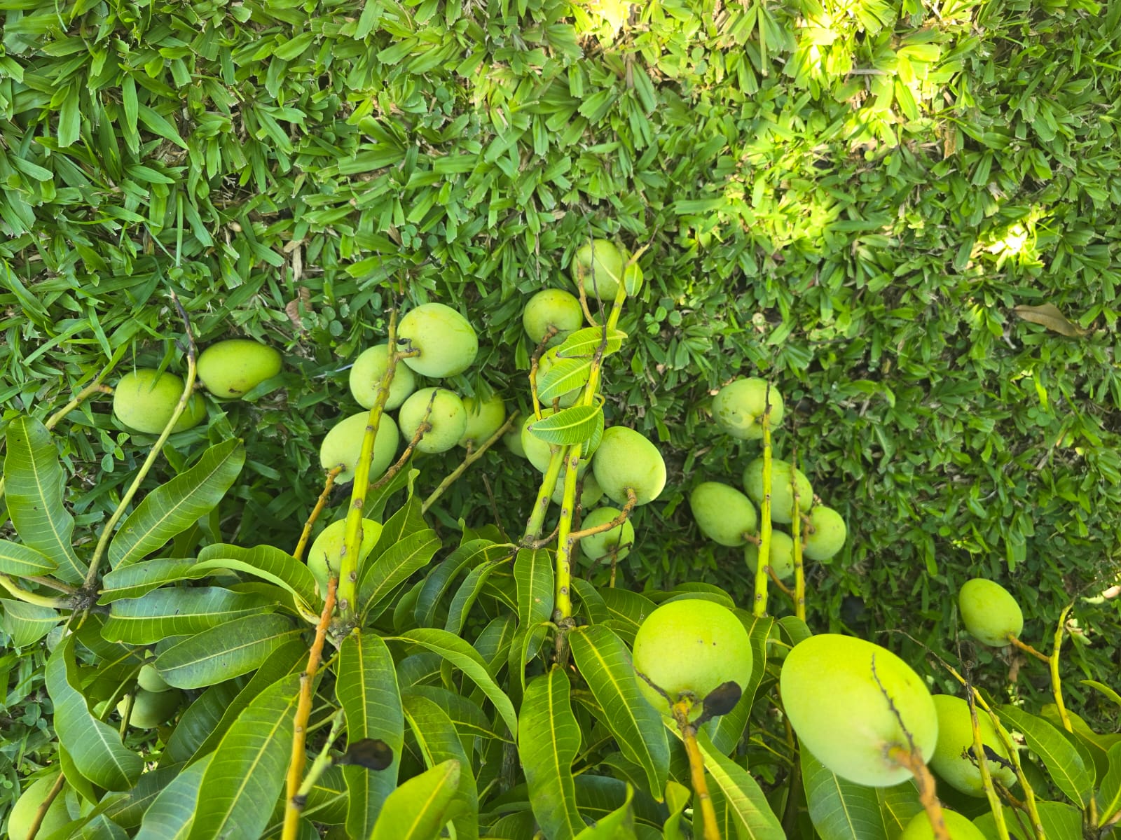 4 bedrooms, 5 bathrooms, fully furnished house in Beau Bois, Dominica – US$800,000 / EC$2,172,520 Million