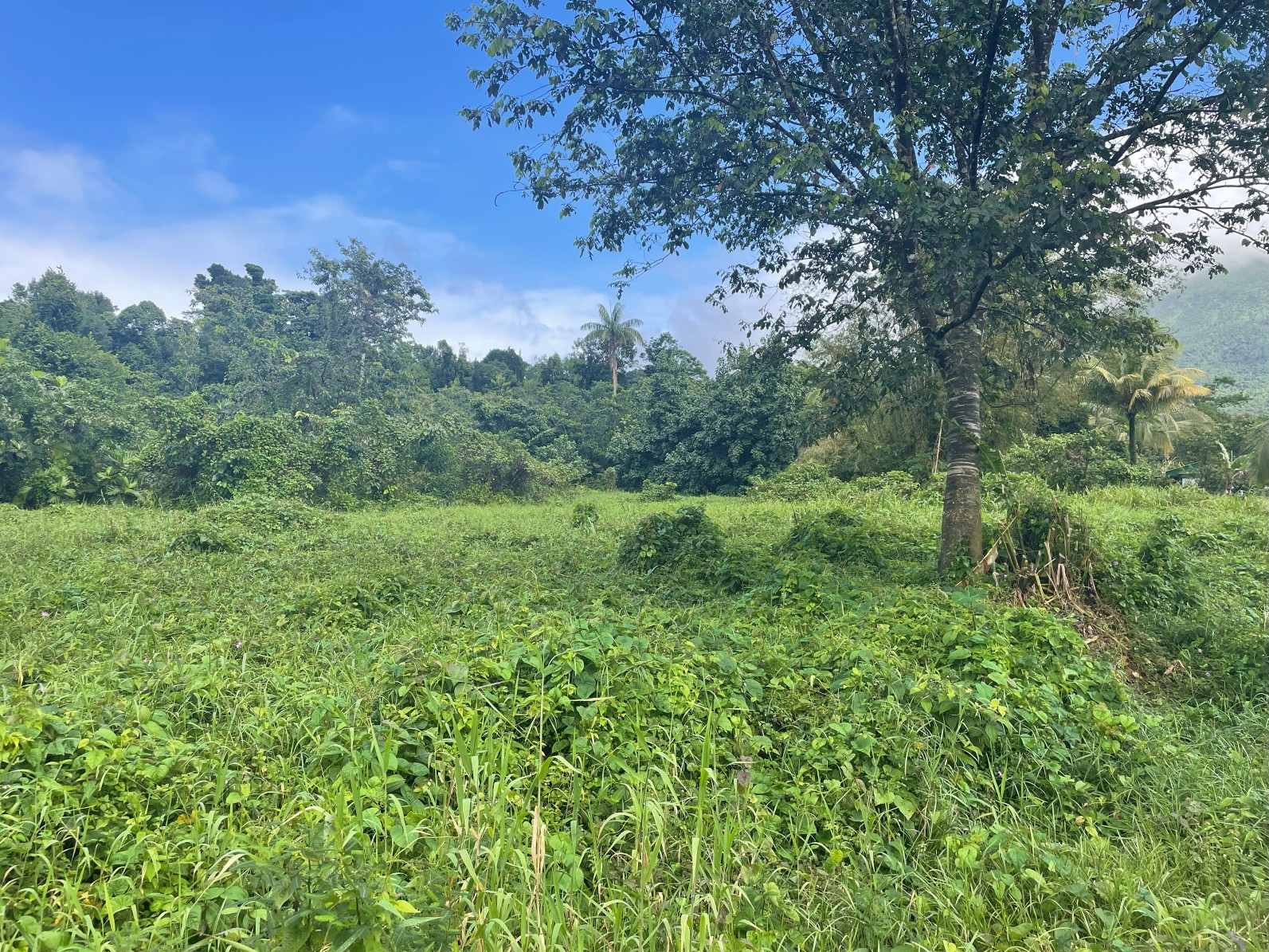 1.5 acre for sale in Sultan, Dominica – inquire for price