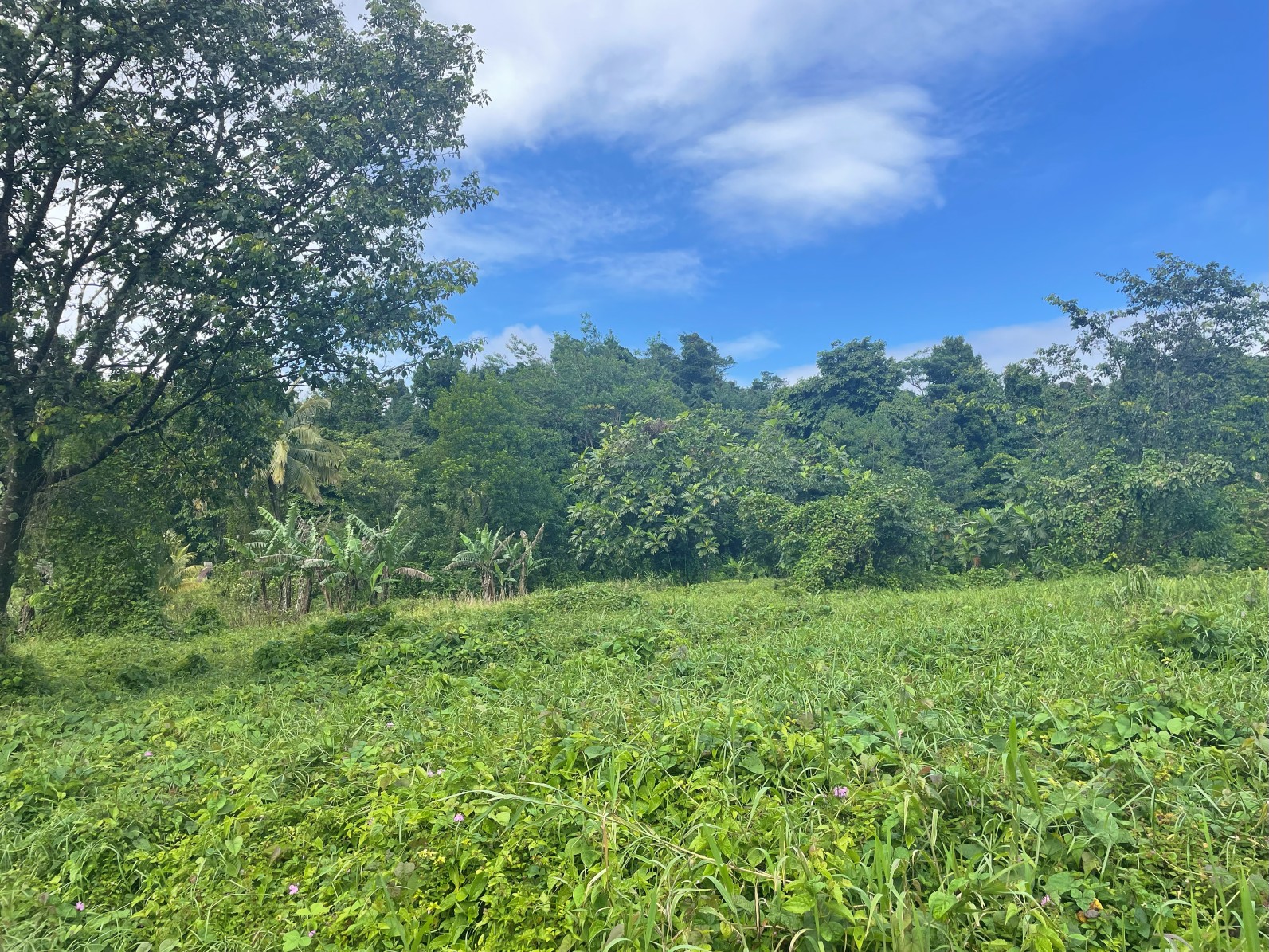 1.5 acre for sale in Sultan, Dominica – inquire for price