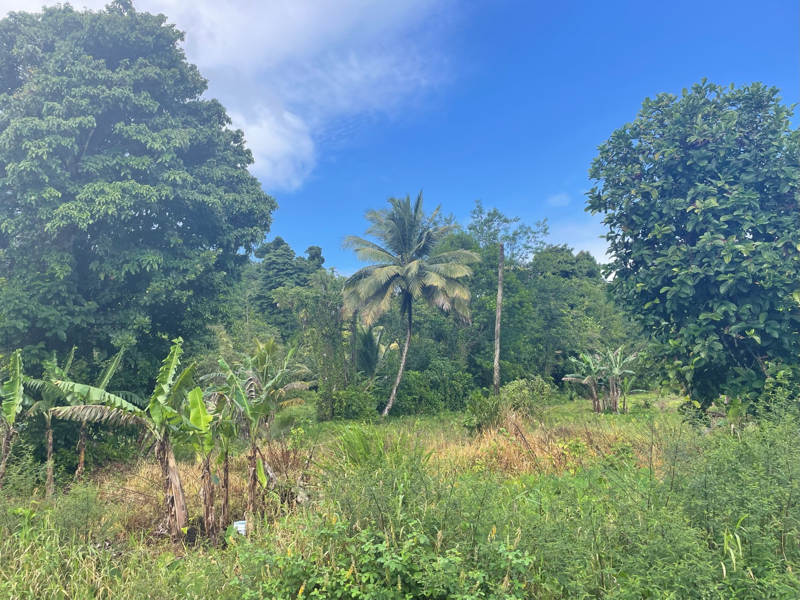1.5 acre for sale in Sultan, Dominica – inquire for price