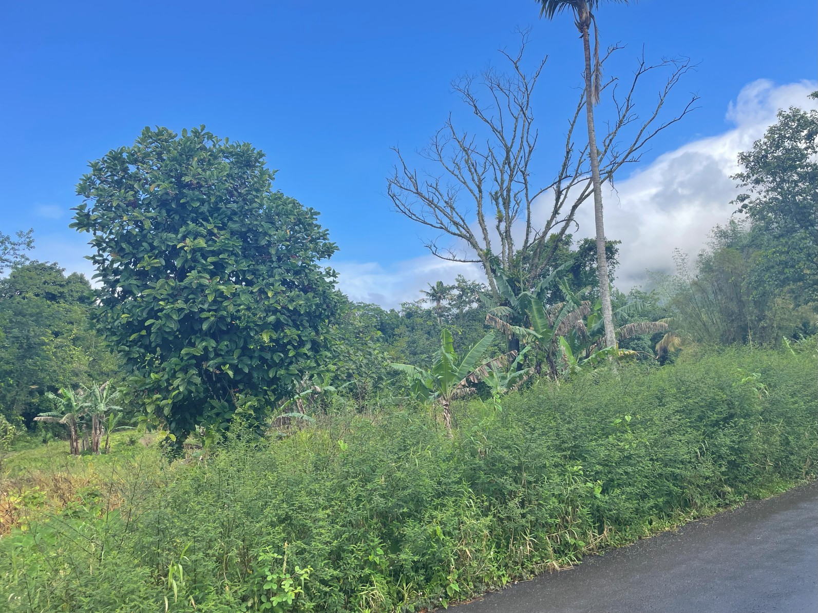 1.5 acre for sale in Sultan, Dominica – inquire for price