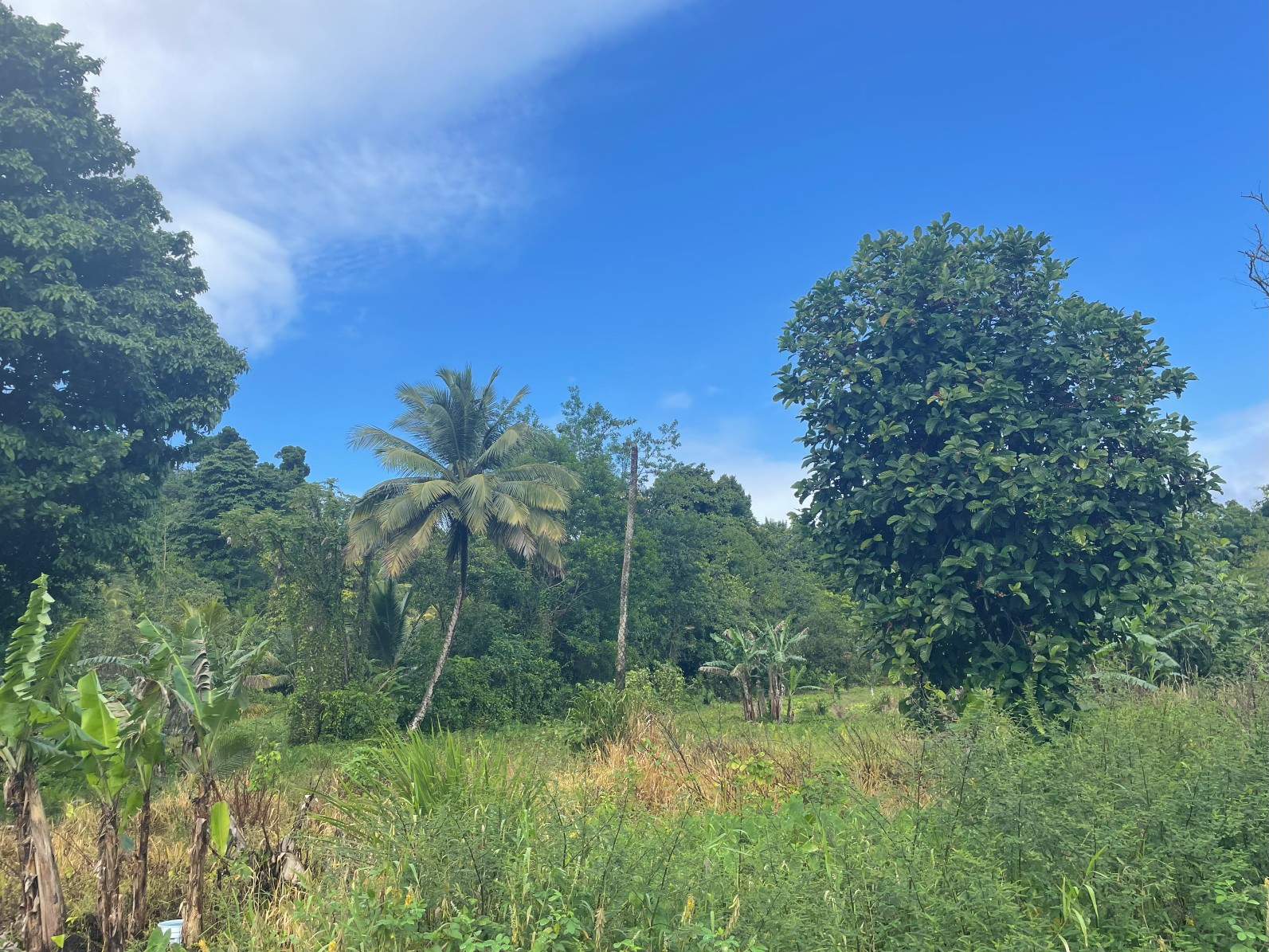 1.5 acre for sale in Sultan, Dominica – inquire for price