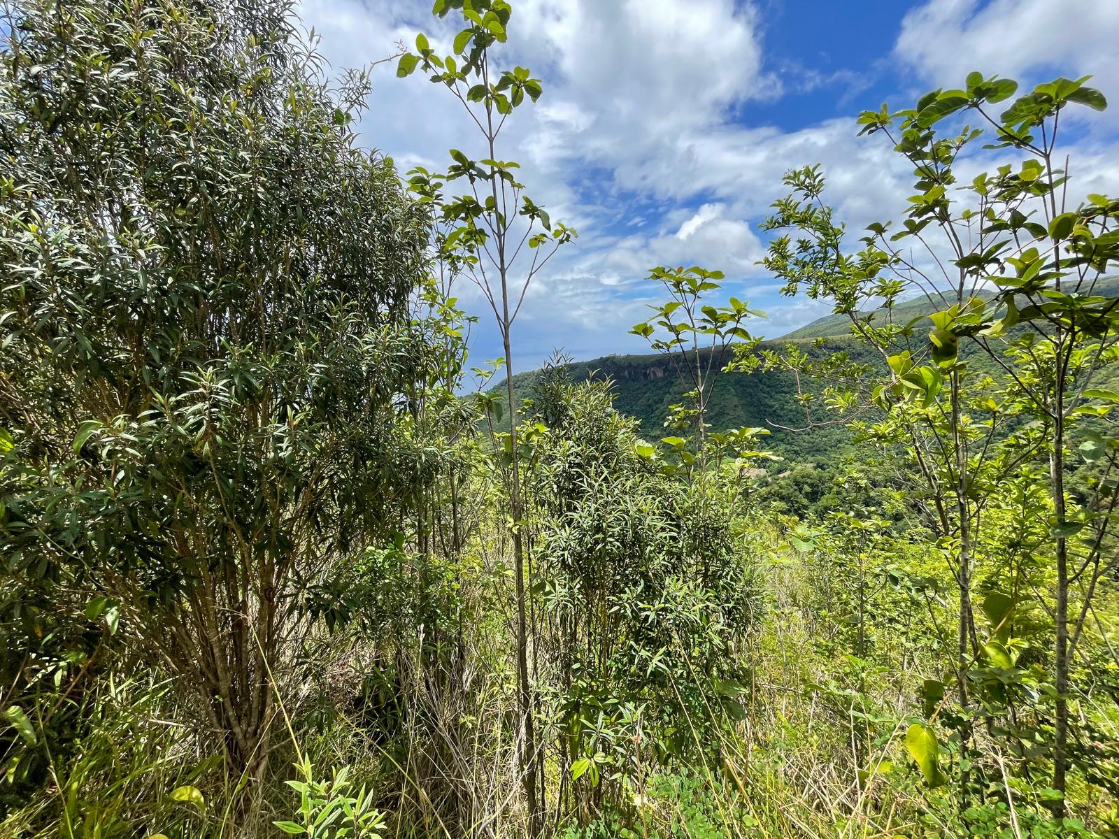 2.992 acres of land in Mero , Dominica – EC$250,000 / US$93,633
