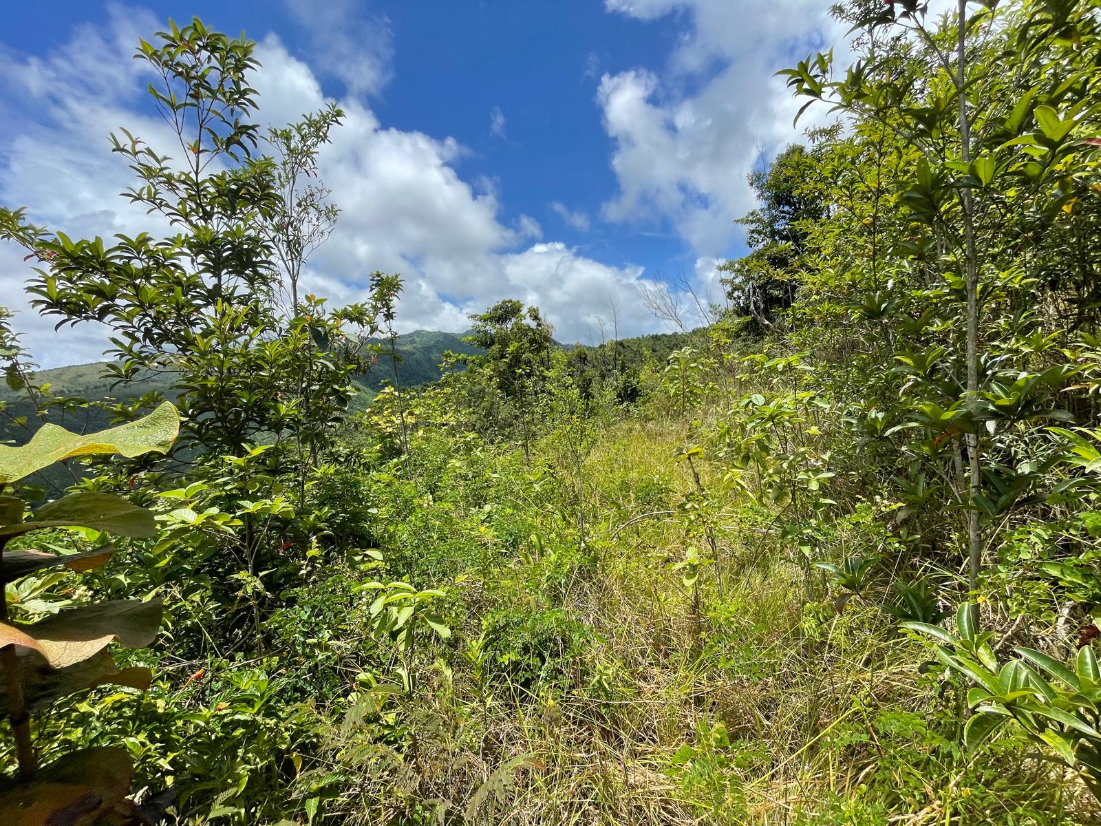 2.992 acres of land in Mero , Dominica – EC$250,000 / US$93,633