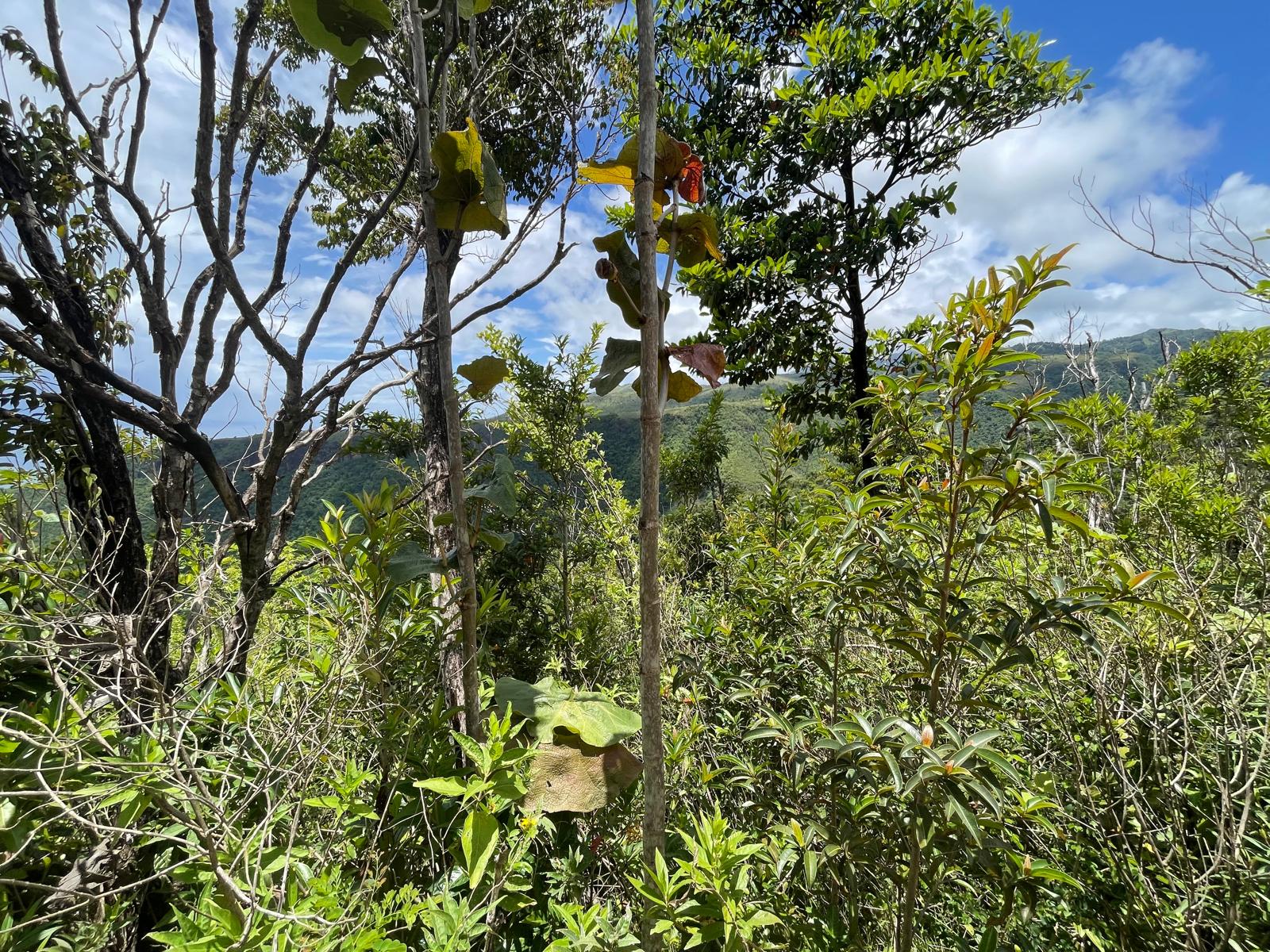 2.992 acres of land in Mero , Dominica – EC$250,000 / US$93,633