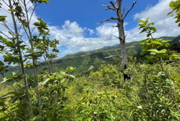 2.992 acres of land in Mero , Dominica – EC$250,000 / US$93,633