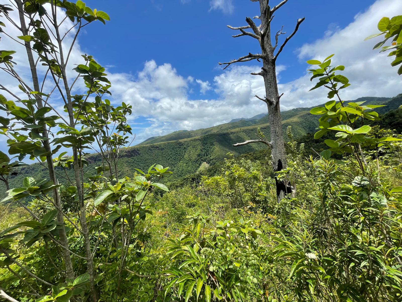 2.992 acres of land in Mero , Dominica – EC$250,000 / US$93,633