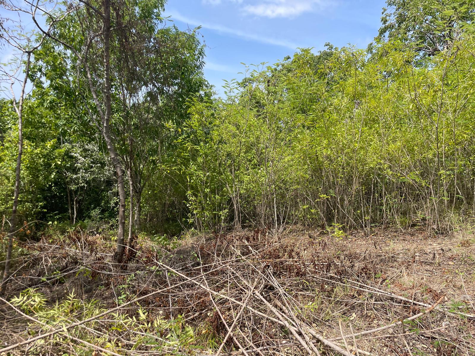 4.5 acres of ocean front property for sale in Colihaut, Dominica. – Inquire for price