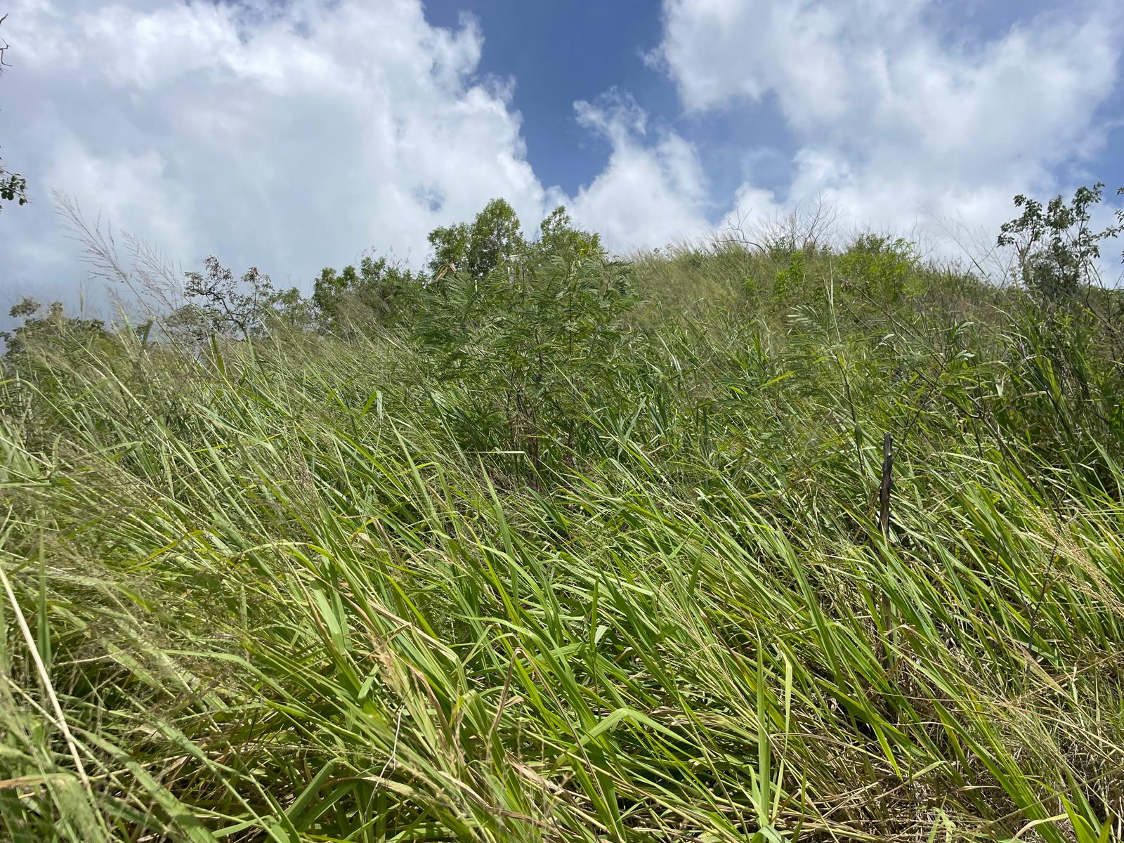 4.5 acres of ocean front property for sale in Colihaut, Dominica. – Inquire for price