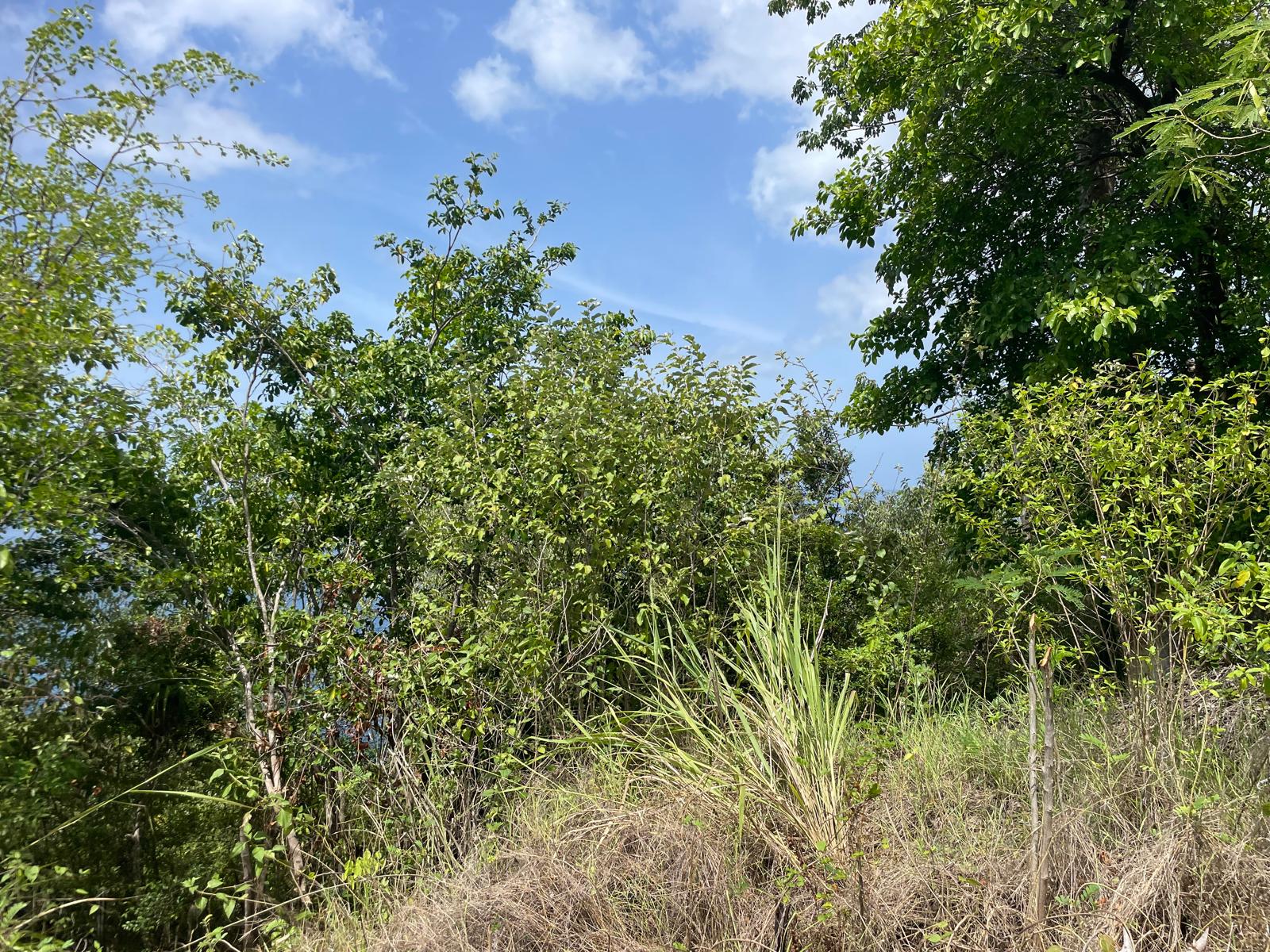 4.5 acres of ocean front property for sale in Colihaut, Dominica. – Inquire for price