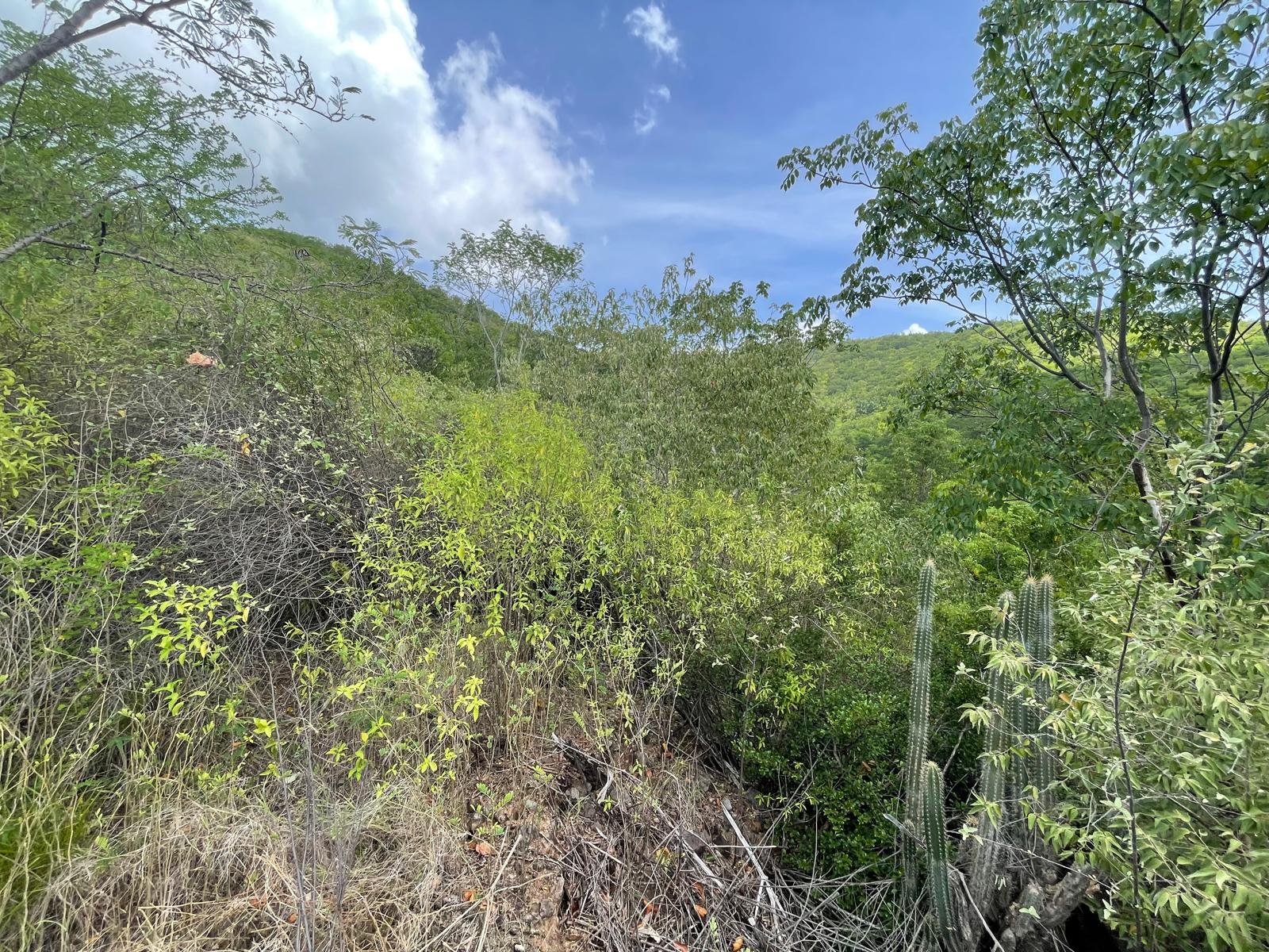 4.5 acres of ocean front property for sale in Colihaut, Dominica. – Inquire for price