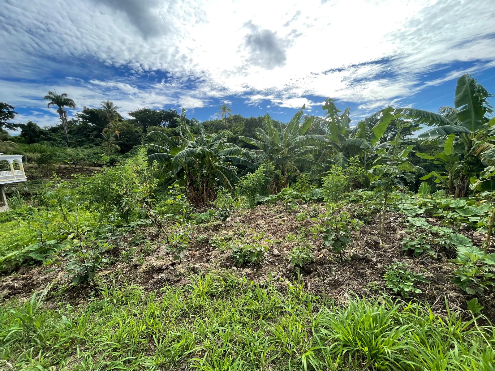 1/2 acre lot for sale in Belfast , Dominica – EC$275,000 / US$102,996
