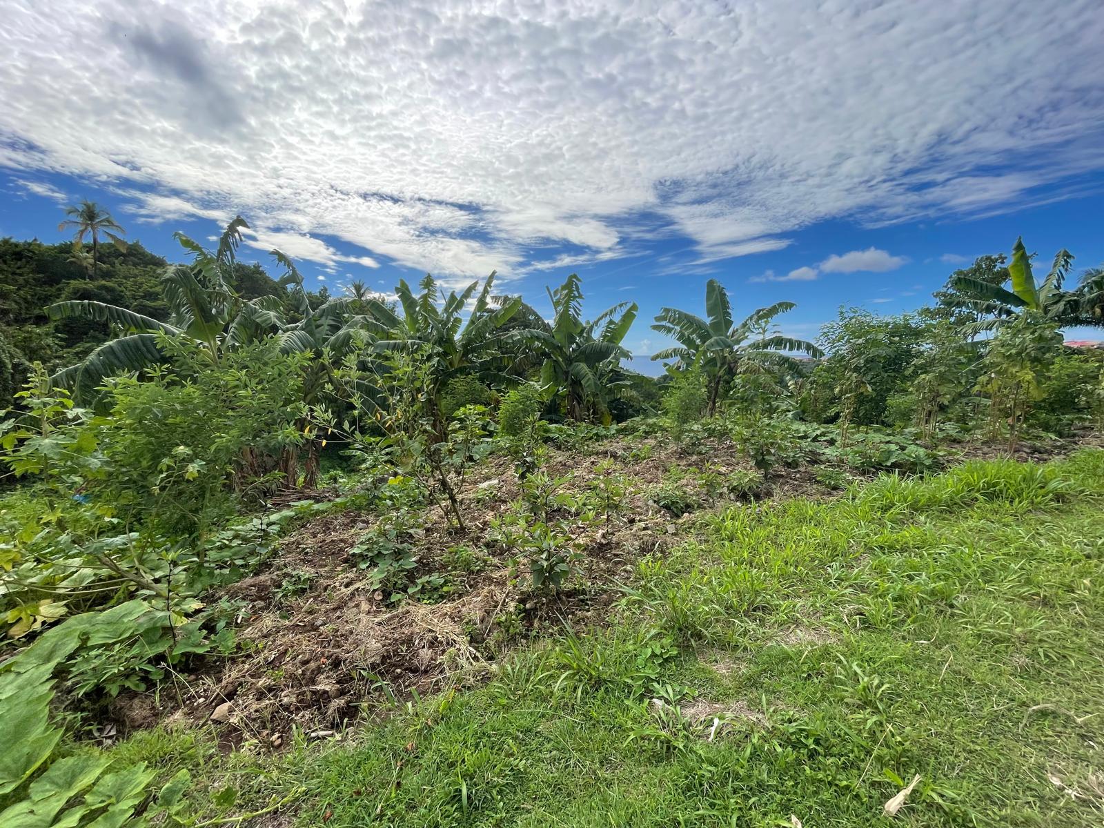 1/2 acre lot for sale in Belfast , Dominica – EC$275,000 / US$102,996