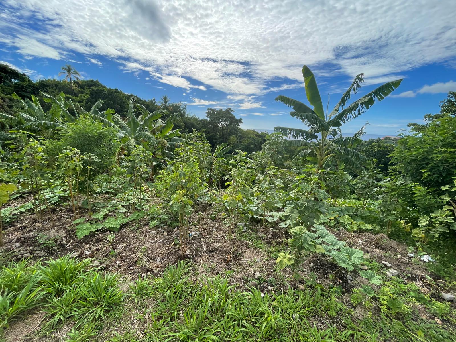 1/2 acre lot for sale in Belfast , Dominica – EC$275,000 / US$102,996