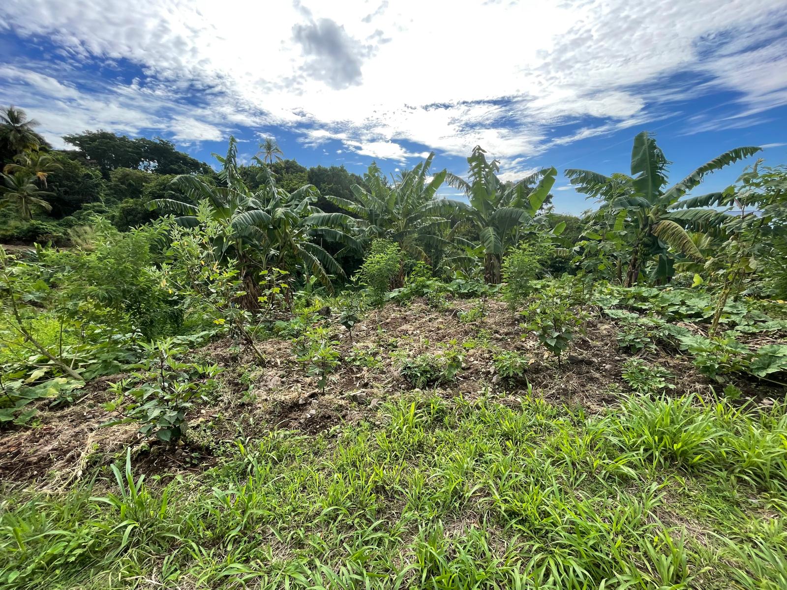 1/2 acre lot for sale in Belfast , Dominica – EC$275,000 / US$102,996