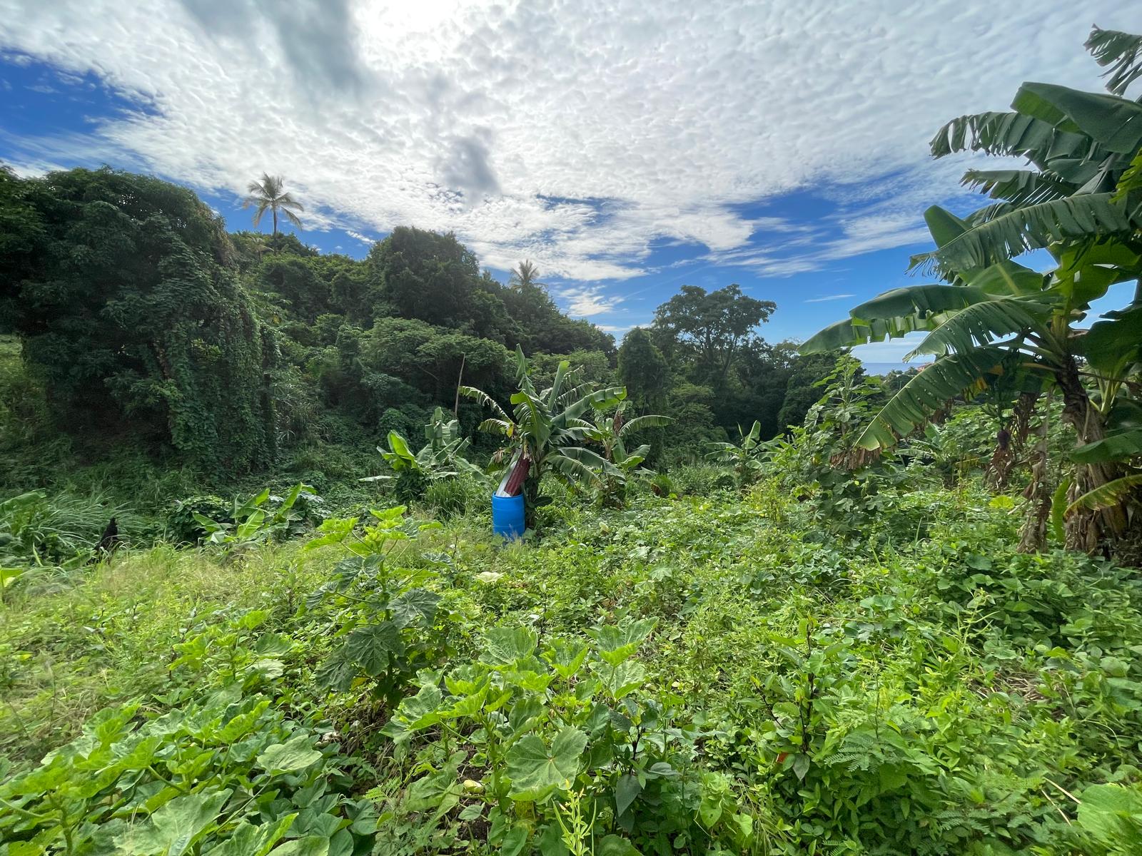 1/2 acre lot for sale in Belfast , Dominica – EC$275,000 / US$102,996