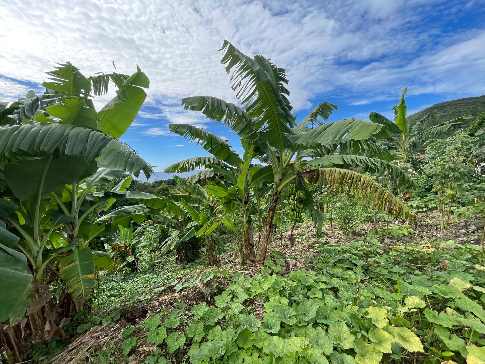 1/2 acre lot for sale in Belfast , Dominica – EC$275,000 / US$102,996