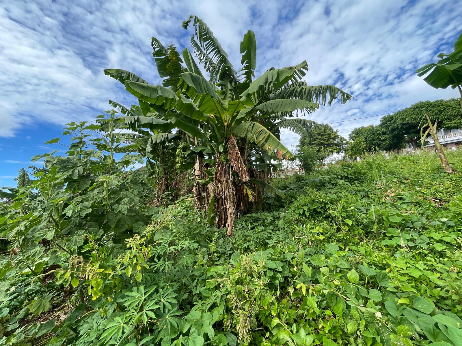 1/2 acre lot for sale in Belfast , Dominica – EC$275,000 / US$102,996