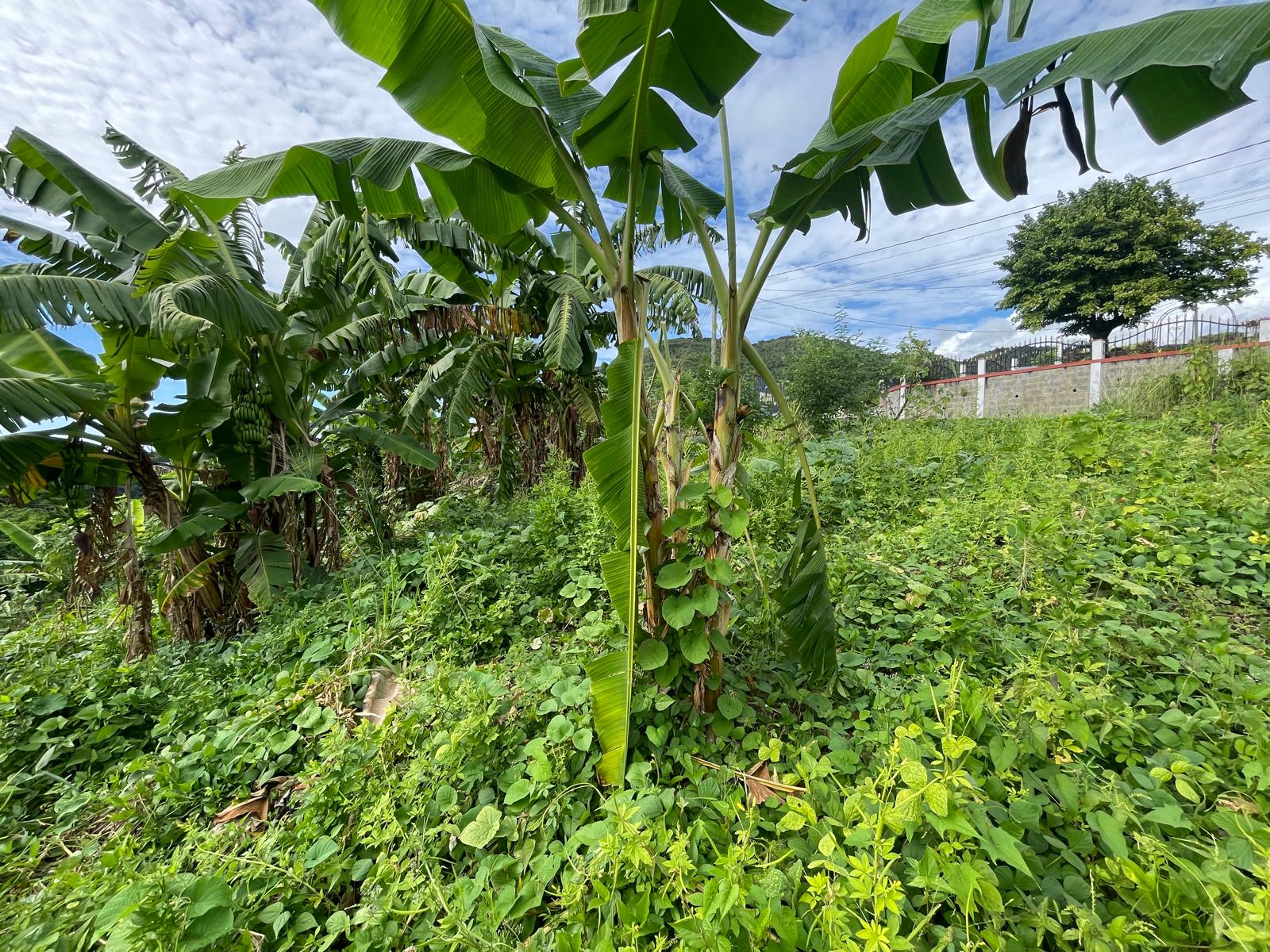 1/2 acre lot for sale in Belfast , Dominica – EC$275,000 / US$102,996