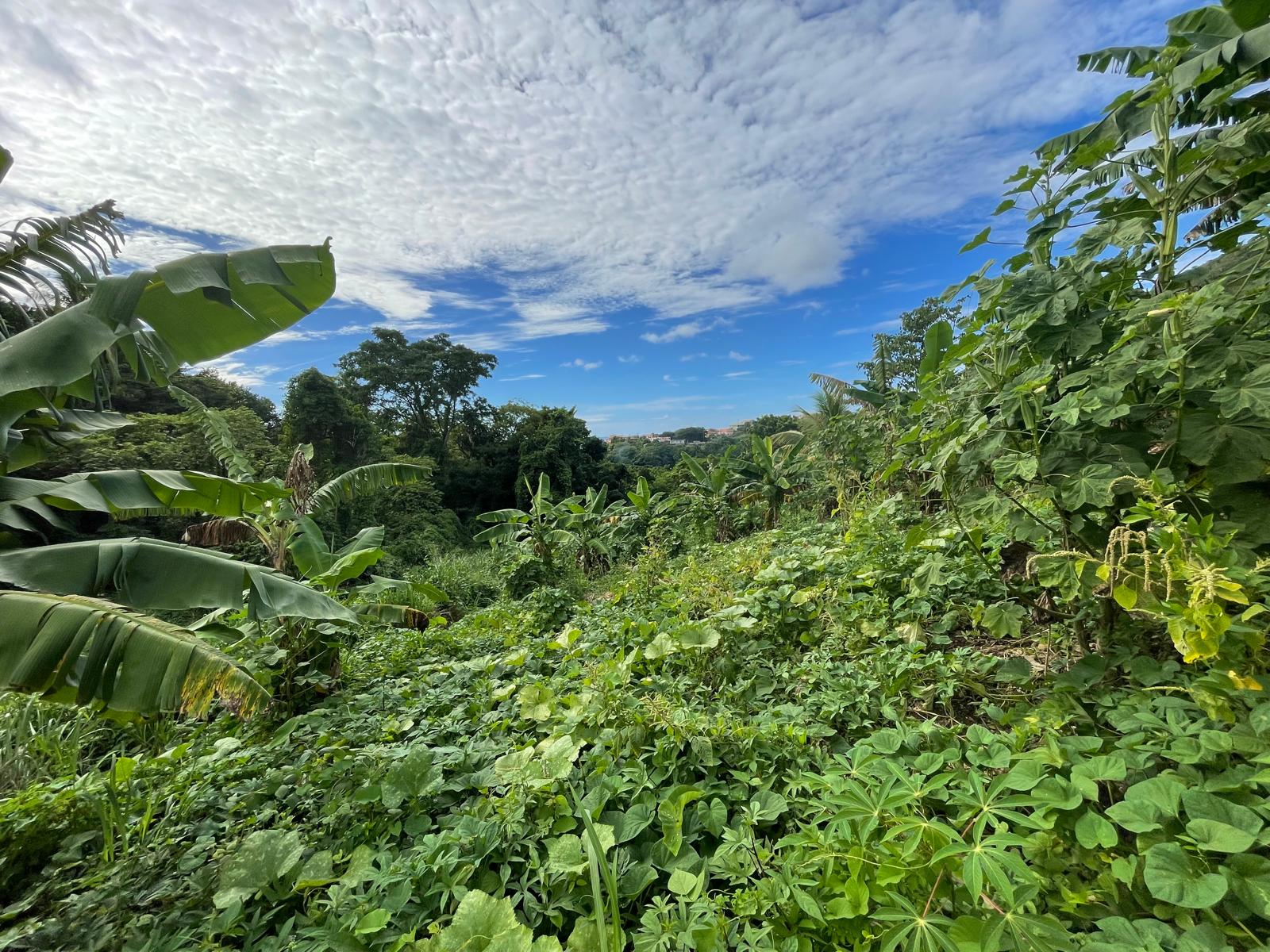 1/2 acre lot for sale in Belfast , Dominica – EC$275,000 / US$102,996