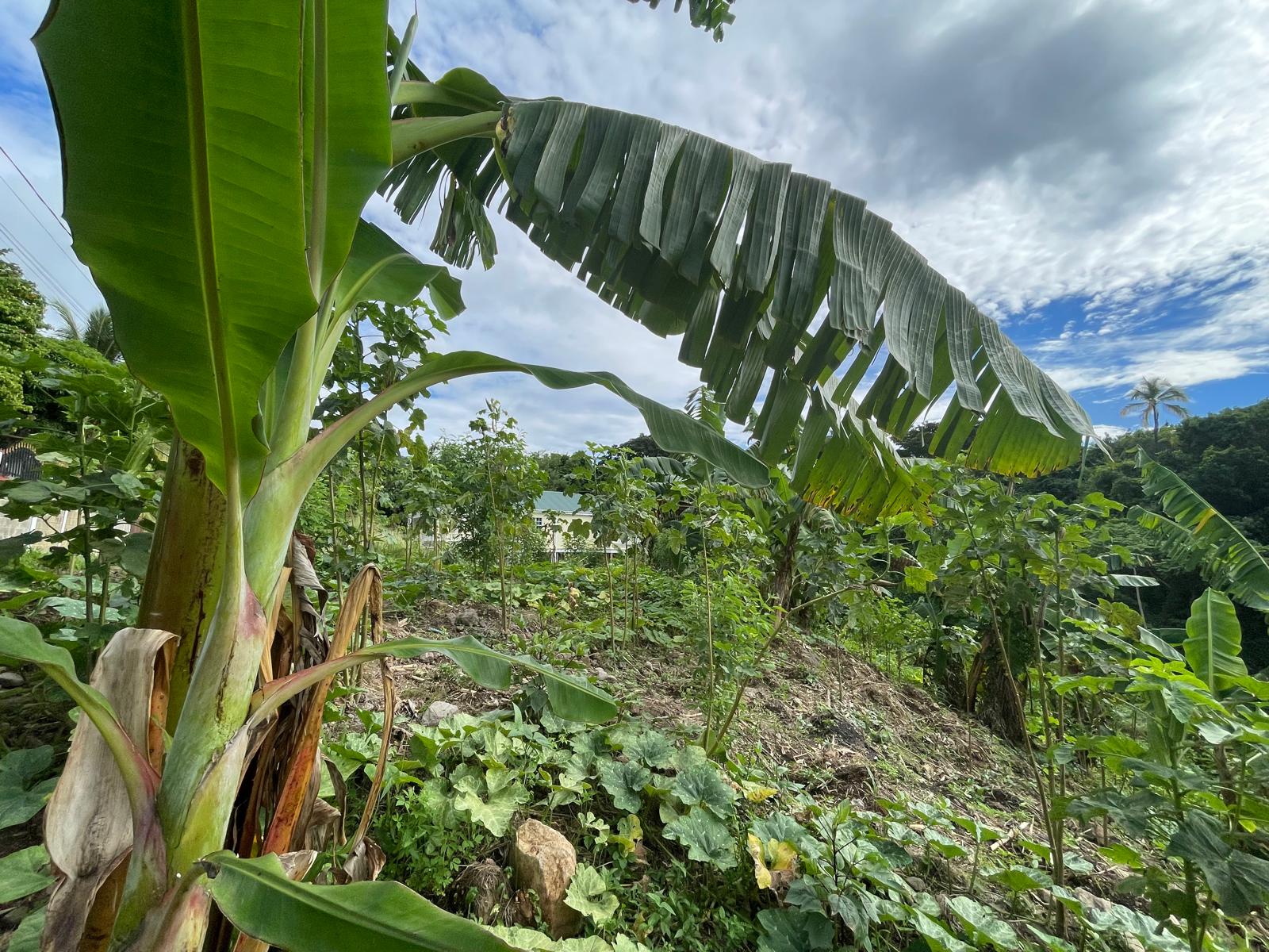 1/2 acre lot for sale in Belfast , Dominica – EC$275,000 / US$102,996