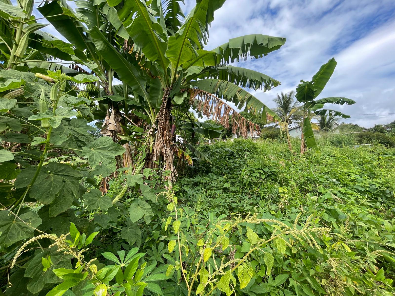 1/2 acre lot for sale in Belfast , Dominica – EC$275,000 / US$102,996