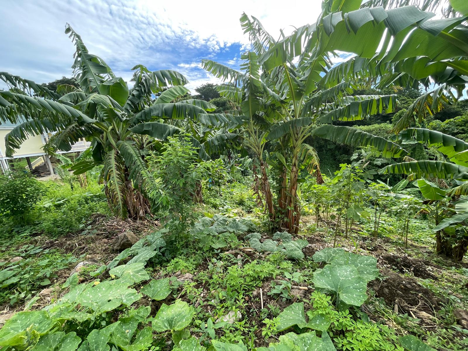 1/2 acre lot for sale in Belfast , Dominica – EC$275,000 / US$102,996