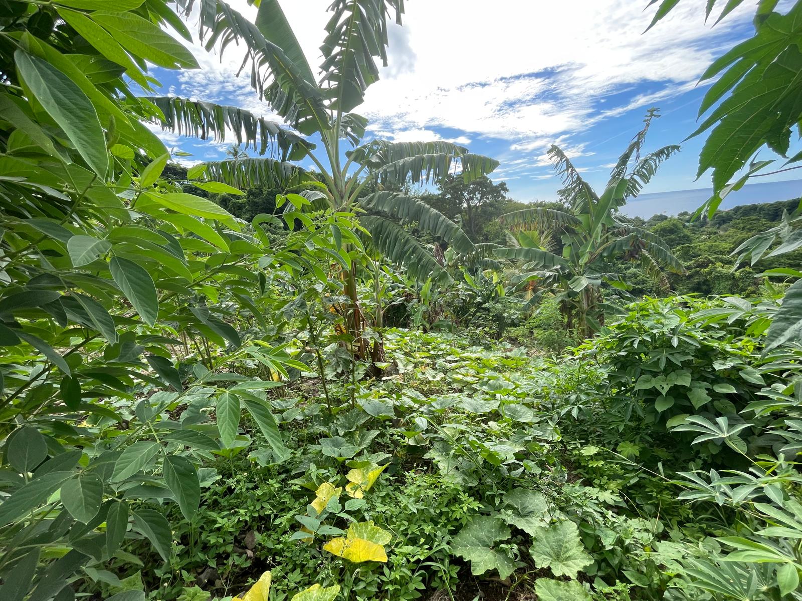1/2 acre lot for sale in Belfast , Dominica – EC$275,000 / US$102,996