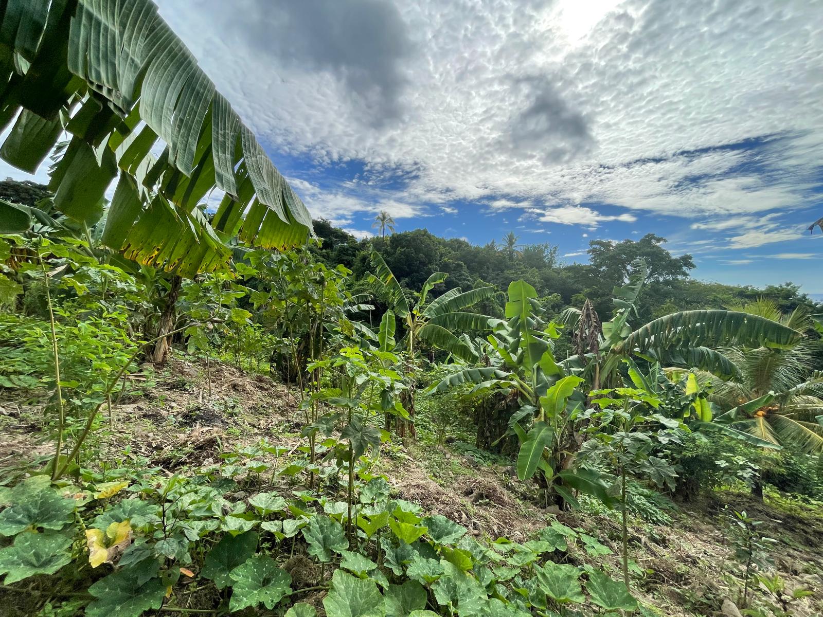 1/2 acre lot for sale in Belfast , Dominica – EC$275,000 / US$102,996