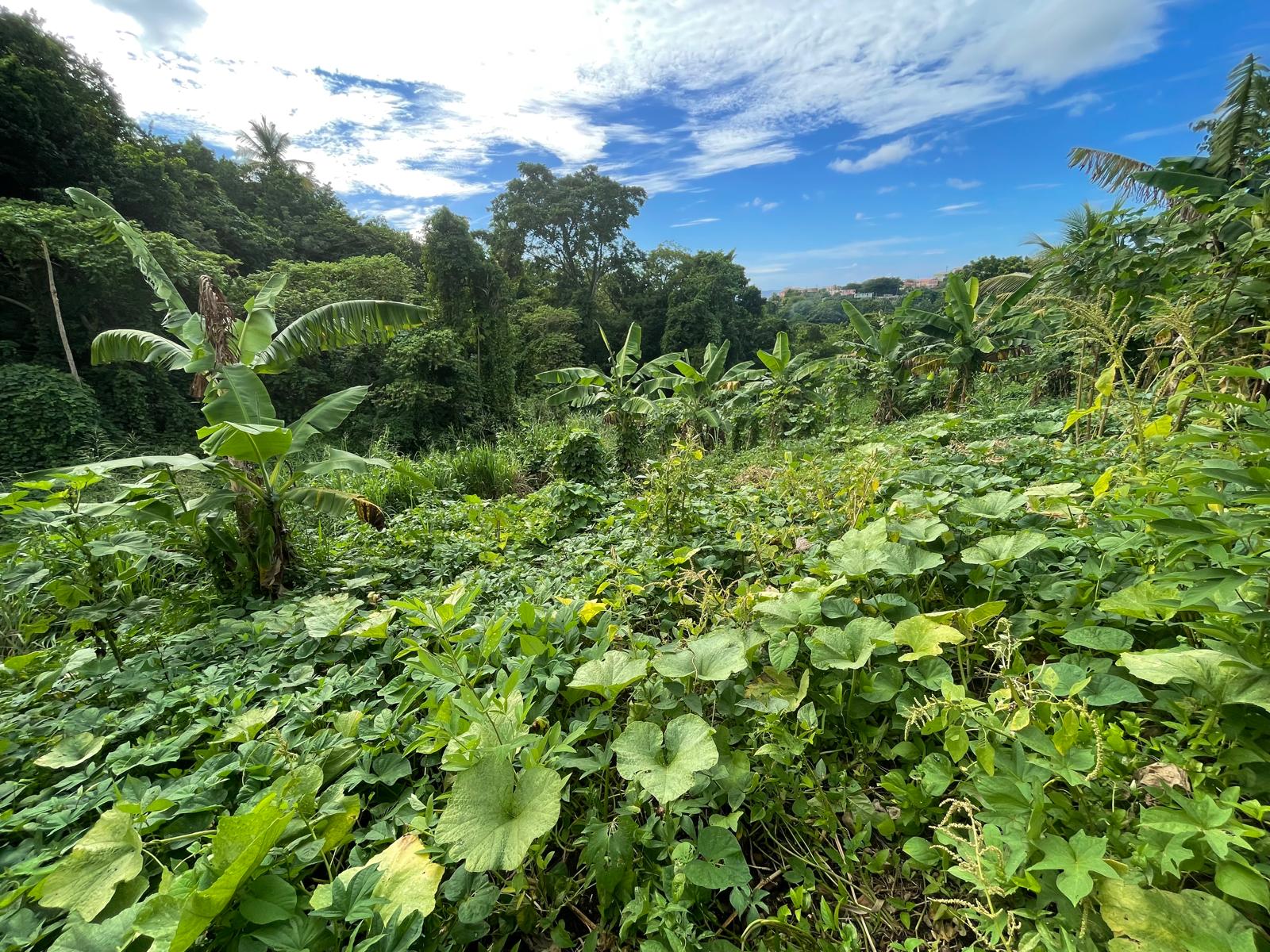 1/2 acre lot for sale in Belfast , Dominica – EC$275,000 / US$102,996