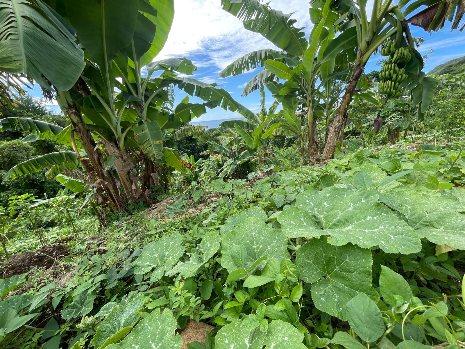 1/2 acre lot for sale in Belfast , Dominica – EC$275,000 / US$102,996