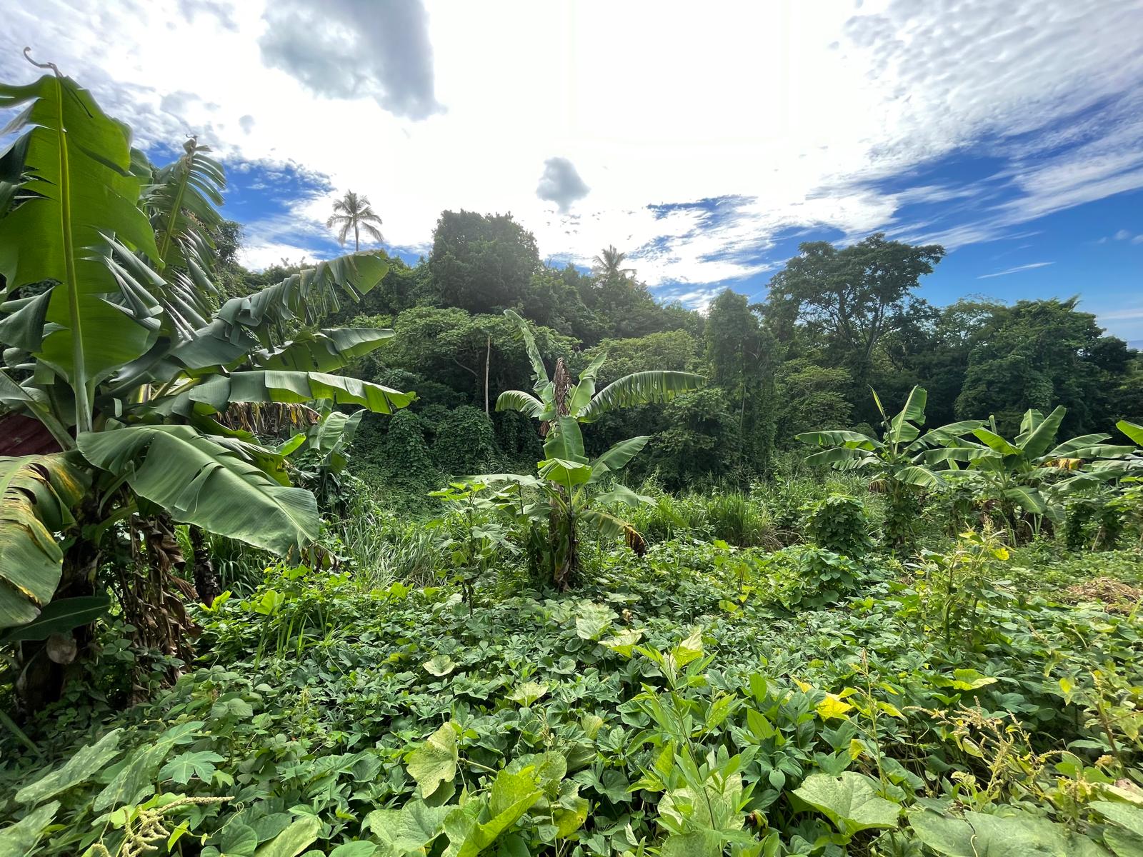 1/2 acre lot for sale in Belfast , Dominica – EC$275,000 / US$102,996