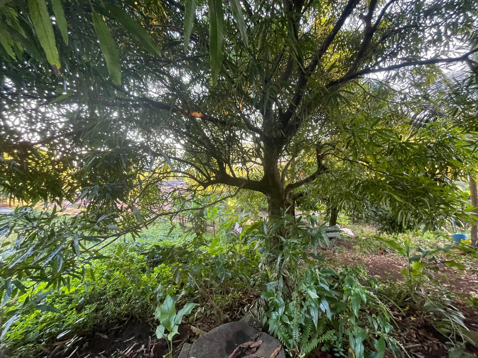 5475sqft residential lot in Windblow  Castle Bruce, Dominica – EC$49,275 / US$18,455