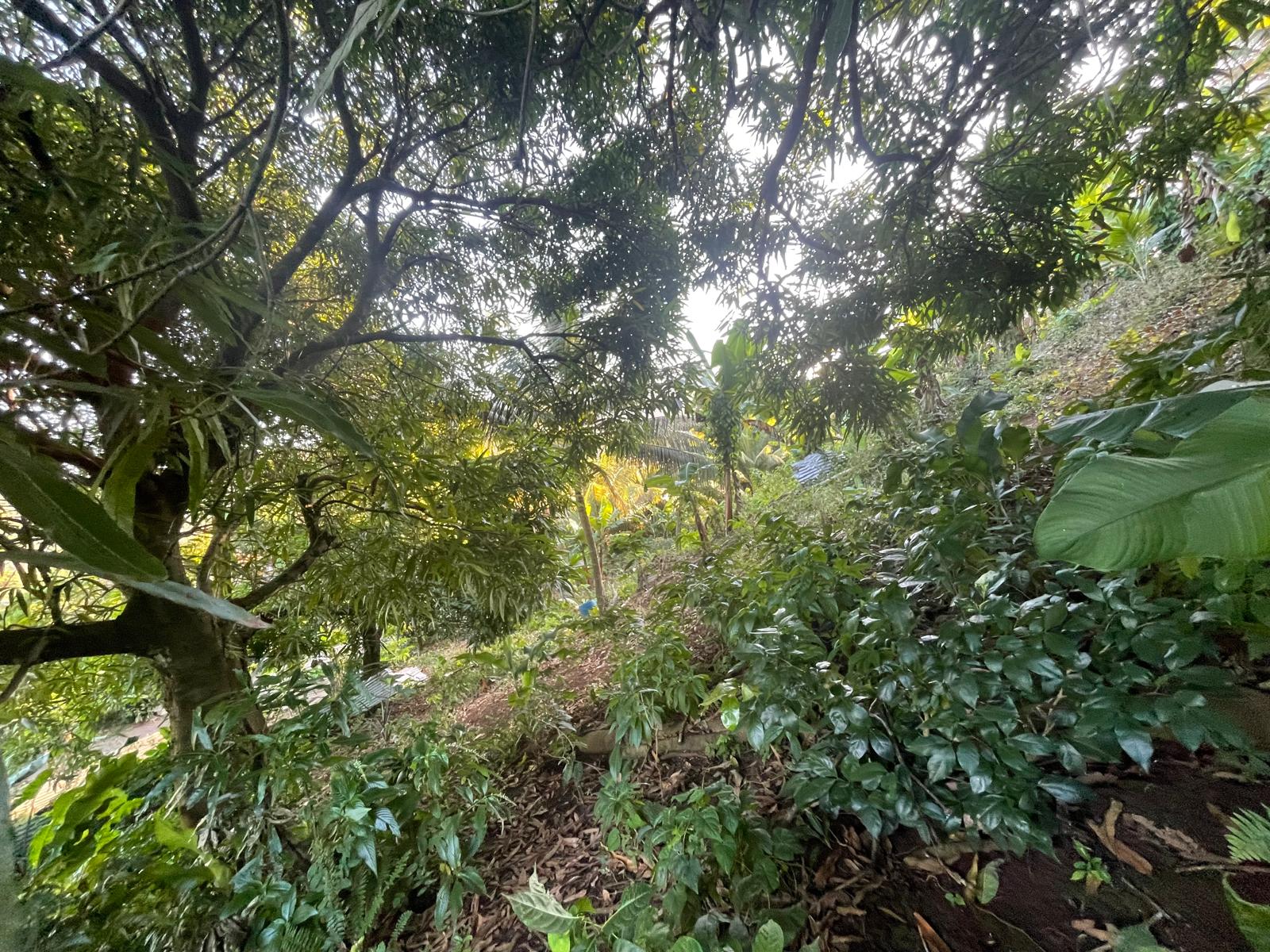 5475sqft residential lot in Windblow  Castle Bruce, Dominica – EC$49,275 / US$18,455