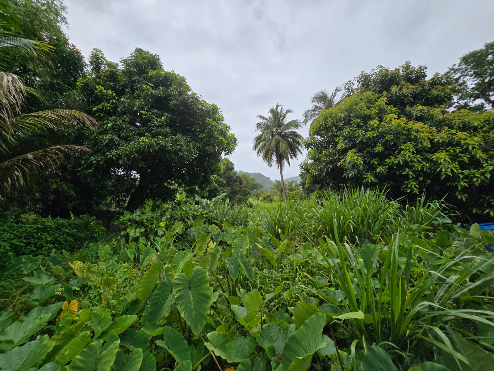 16,439sqft land for sale in Layou Park, Dominica -EC$150,000 / US$56,180