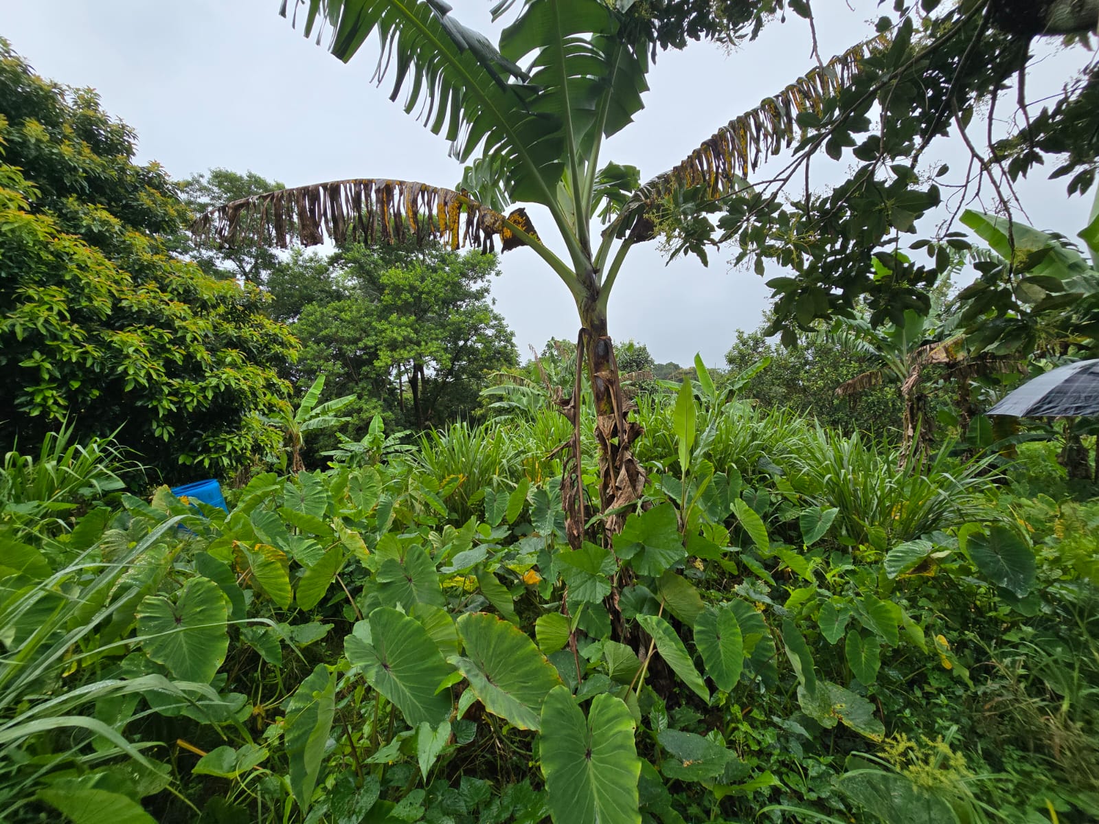 16,439sqft land for sale in Layou Park, Dominica -EC$150,000 / US$56,180