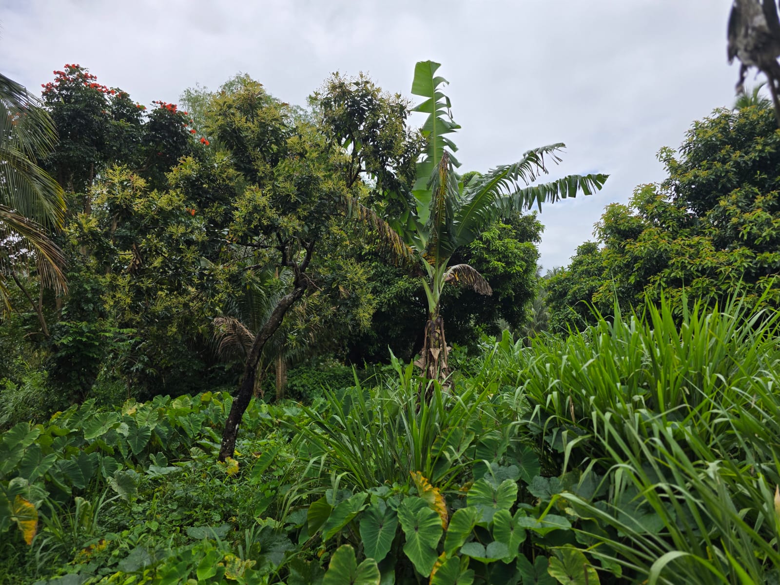 16,439sqft land for sale in Layou Park, Dominica -EC$150,000 / US$56,180