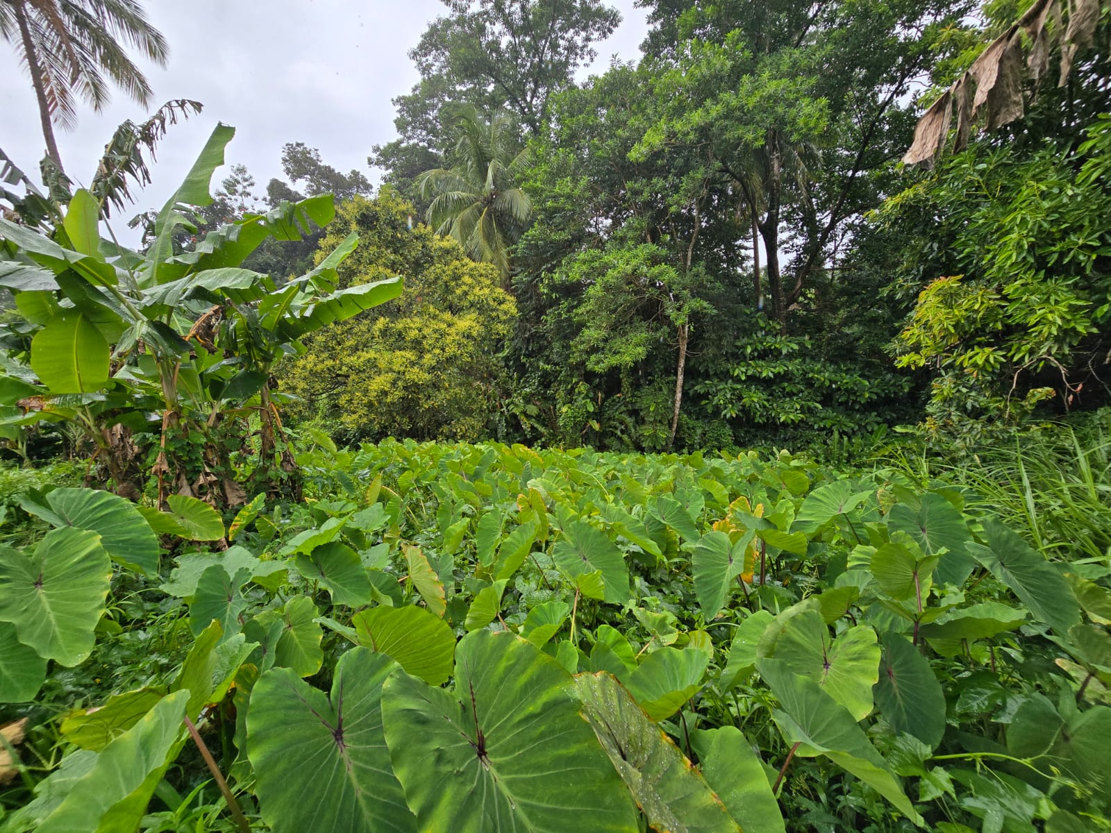 16,439sqft land for sale in Layou Park, Dominica -EC$150,000 / US$56,180