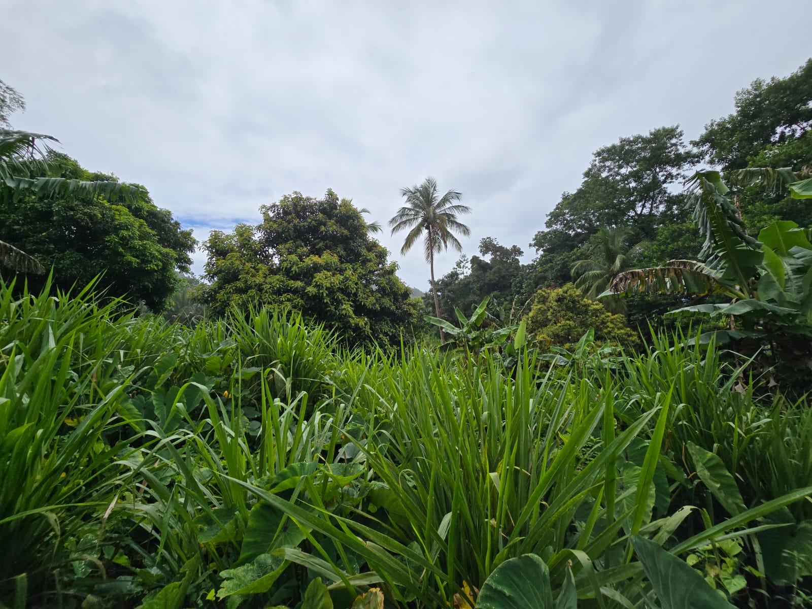 16,439sqft land for sale in Layou Park, Dominica -EC$150,000 / US$56,180