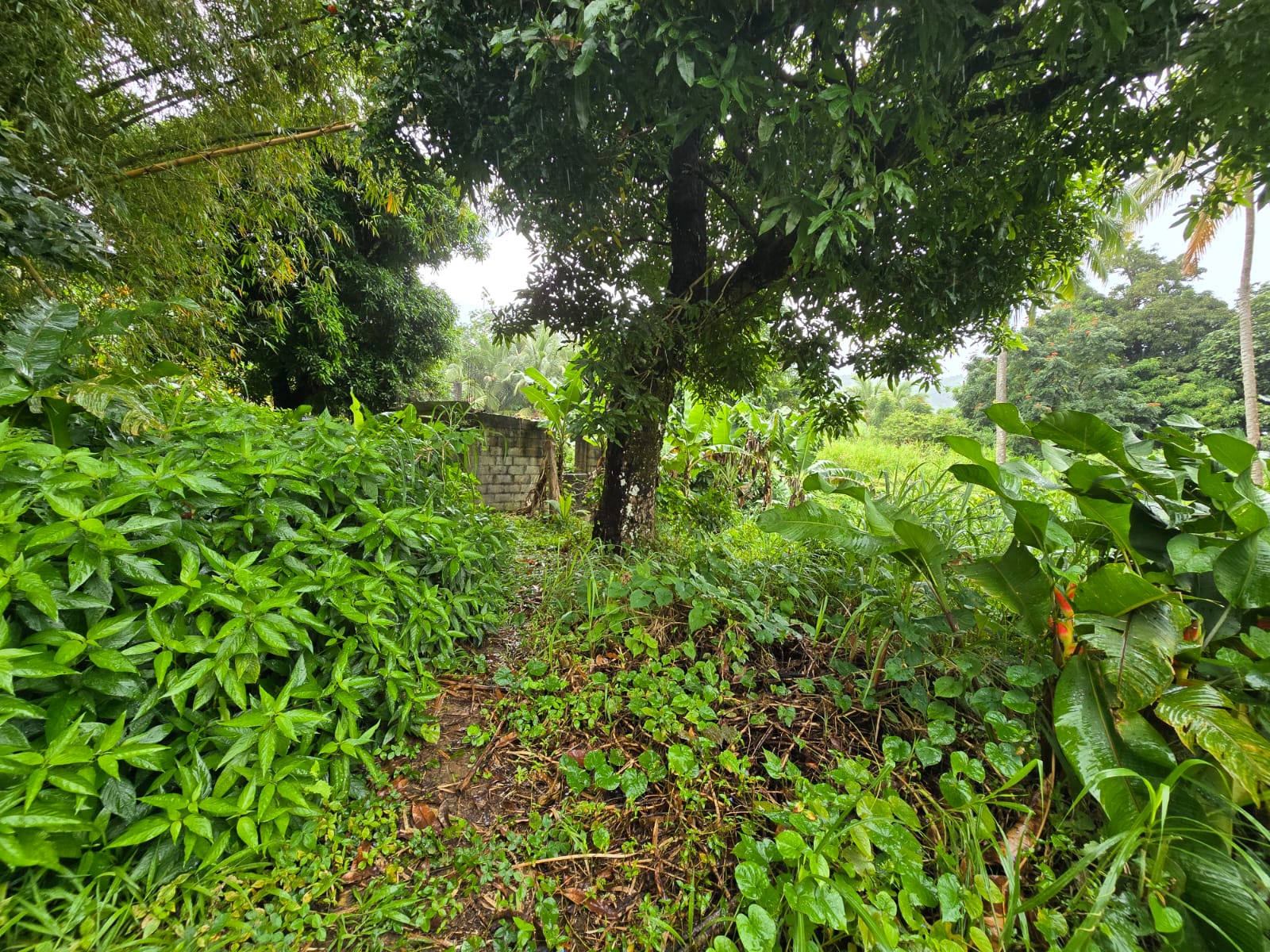 16,439sqft land for sale in Layou Park, Dominica -EC$150,000 / US$56,180
