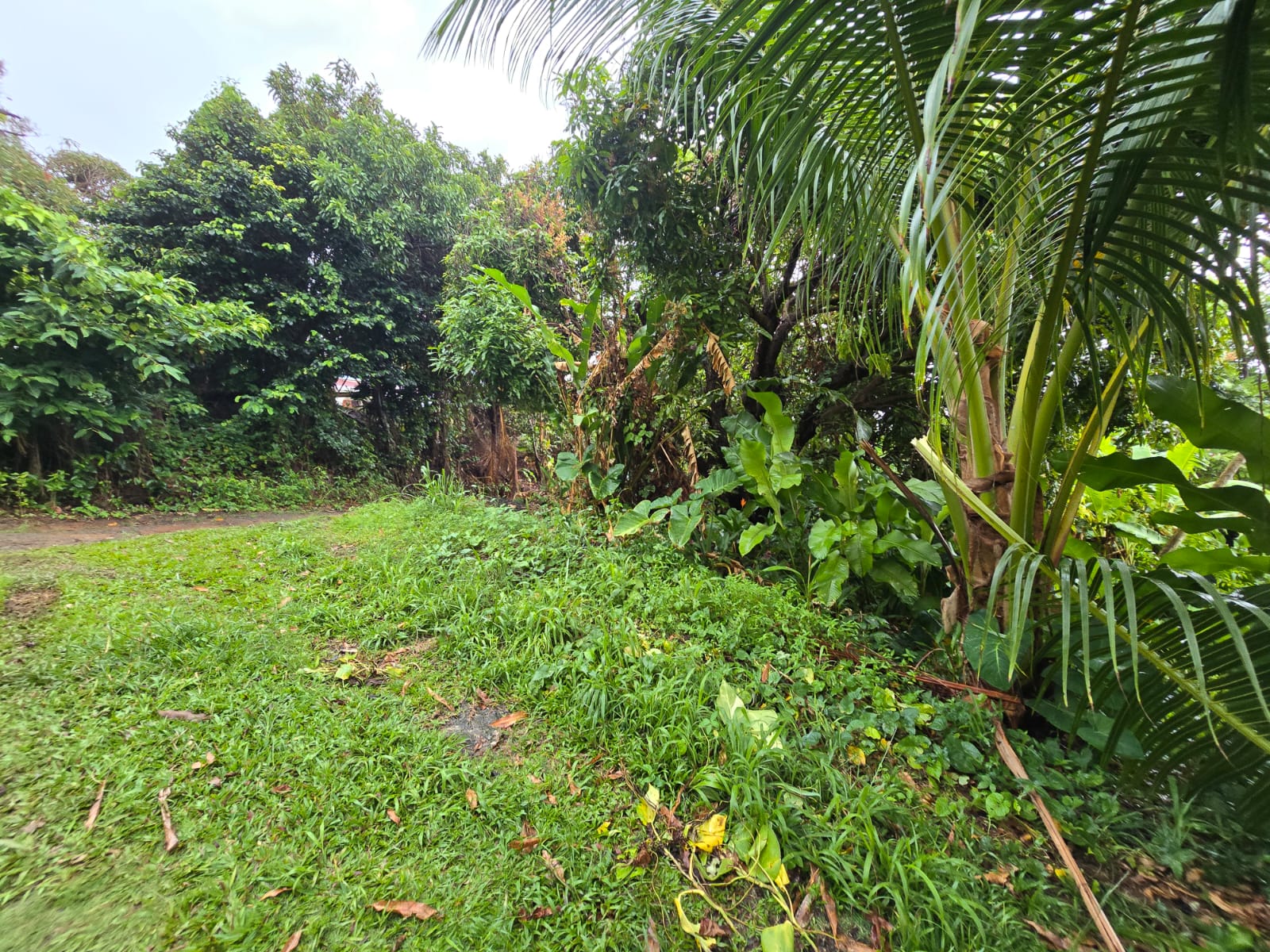 5852 sqft  land for sale in Atkinson, Dominica – EC$58,520 / US$21,918