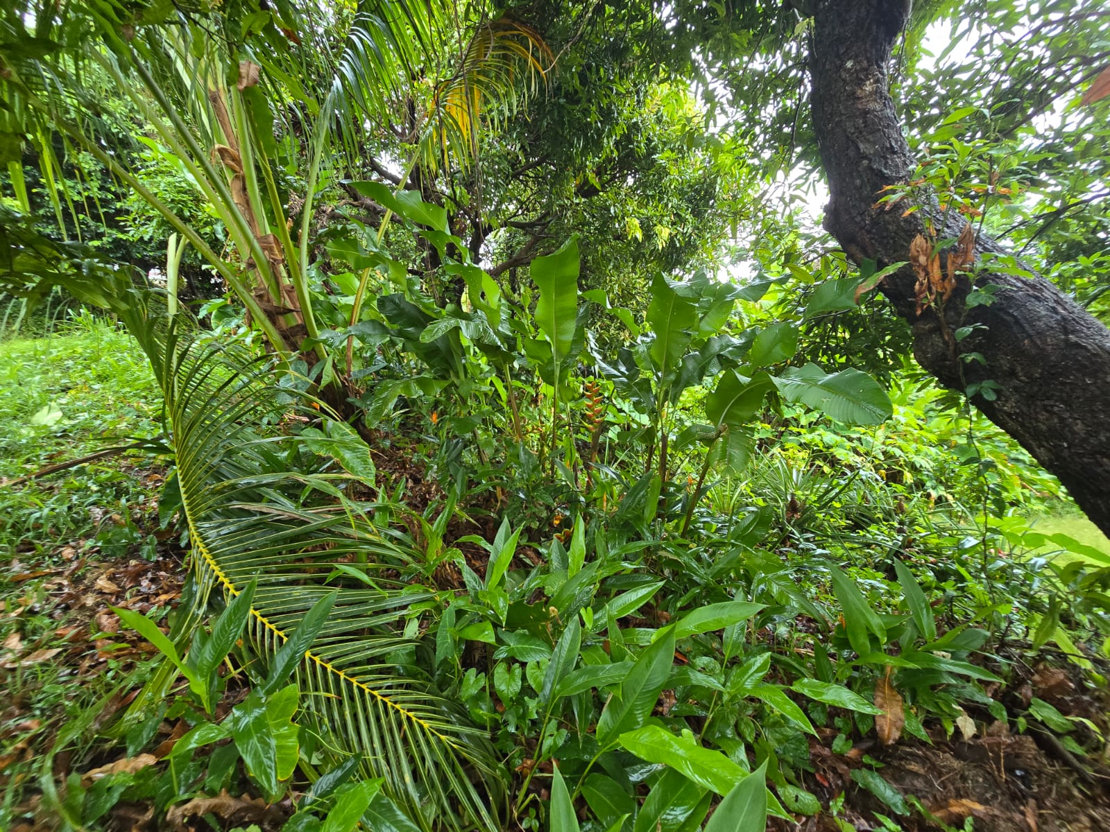 5852 sqft  land for sale in Atkinson, Dominica – EC$58,520 / US$21,918