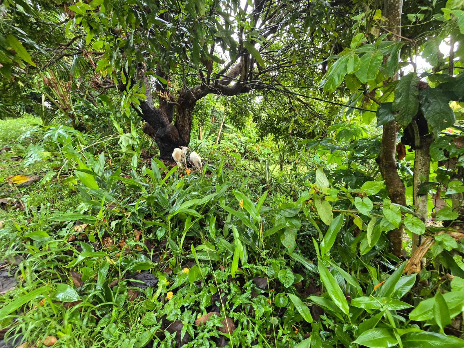 5852 sqft  land for sale in Atkinson, Dominica – EC$58,520 / US$21,918