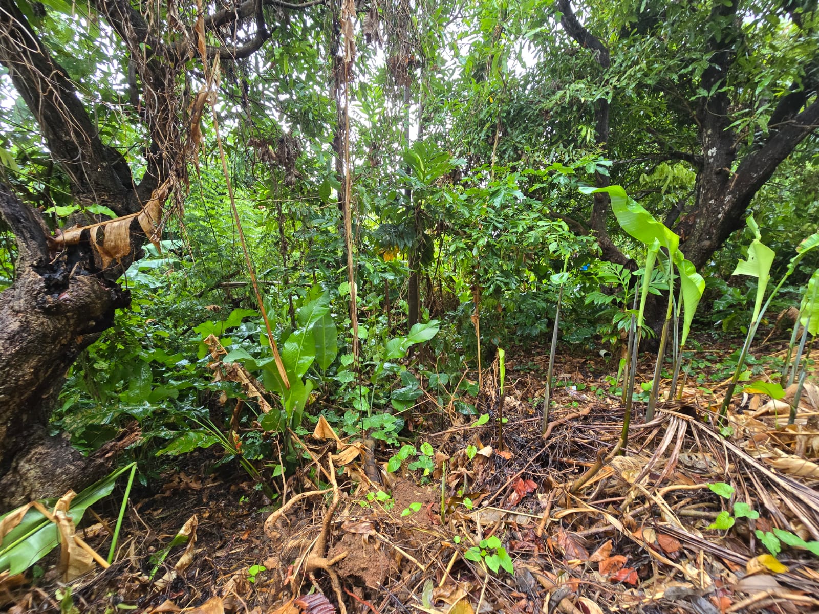 5852 sqft  land for sale in Atkinson, Dominica – EC$58,520 / US$21,918