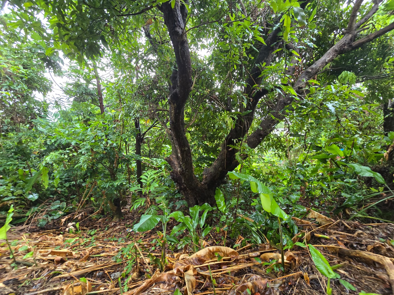 5852 sqft  land for sale in Atkinson, Dominica – EC$58,520 / US$21,918