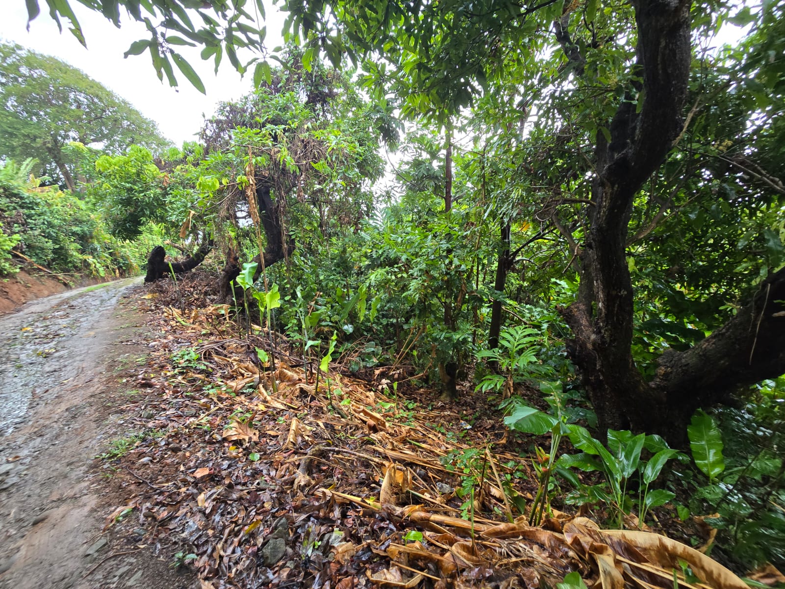 5852 sqft  land for sale in Atkinson, Dominica – EC$58,520 / US$21,918
