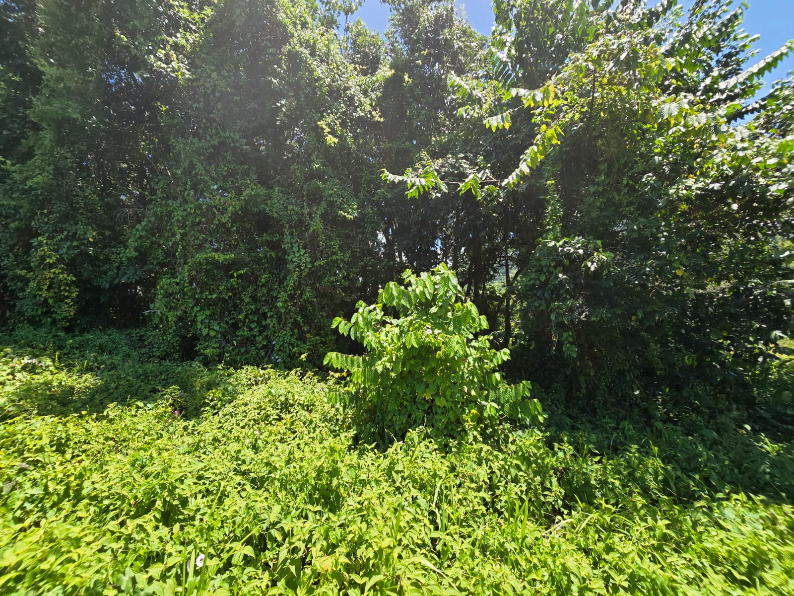 9,643 sqft residential lot in Picard Portsmouth, Dominica – EC$241,075 / US$90,290
