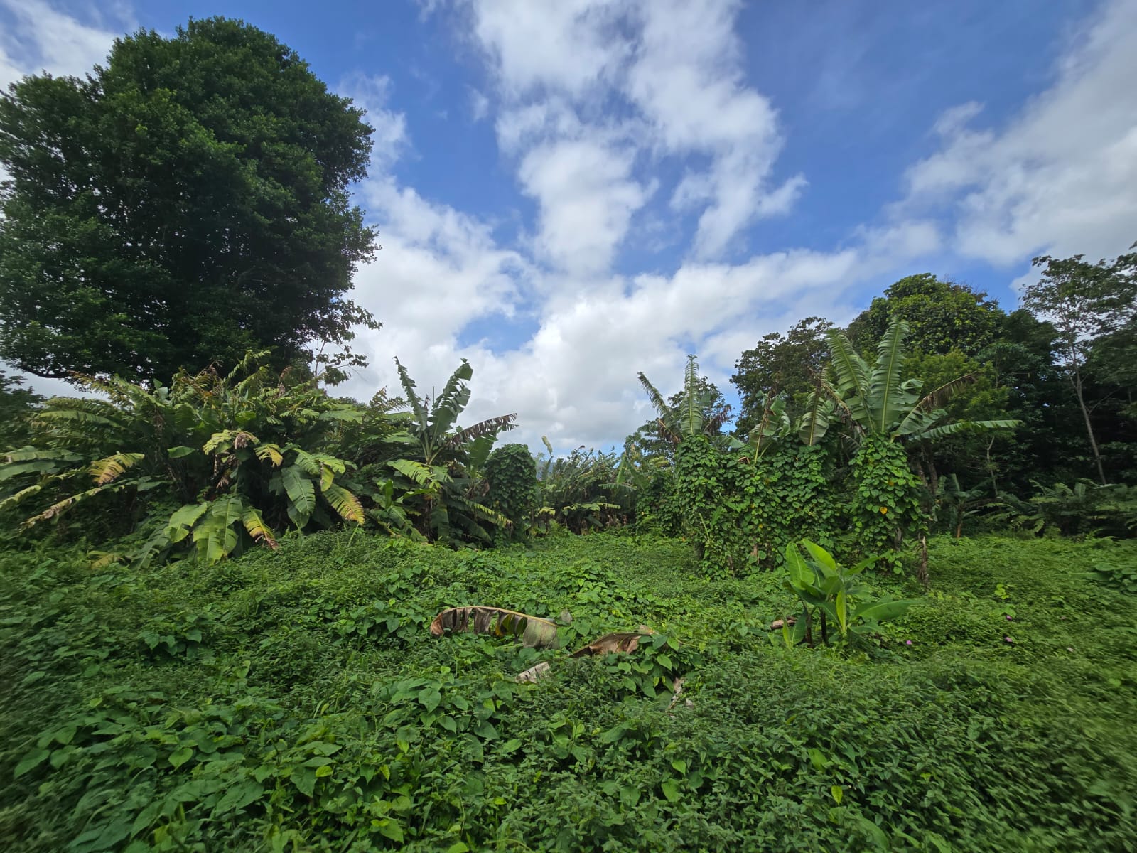 2.9 acres agricultural land in Belles, Dominica – EC$175,000 / US$65,543
