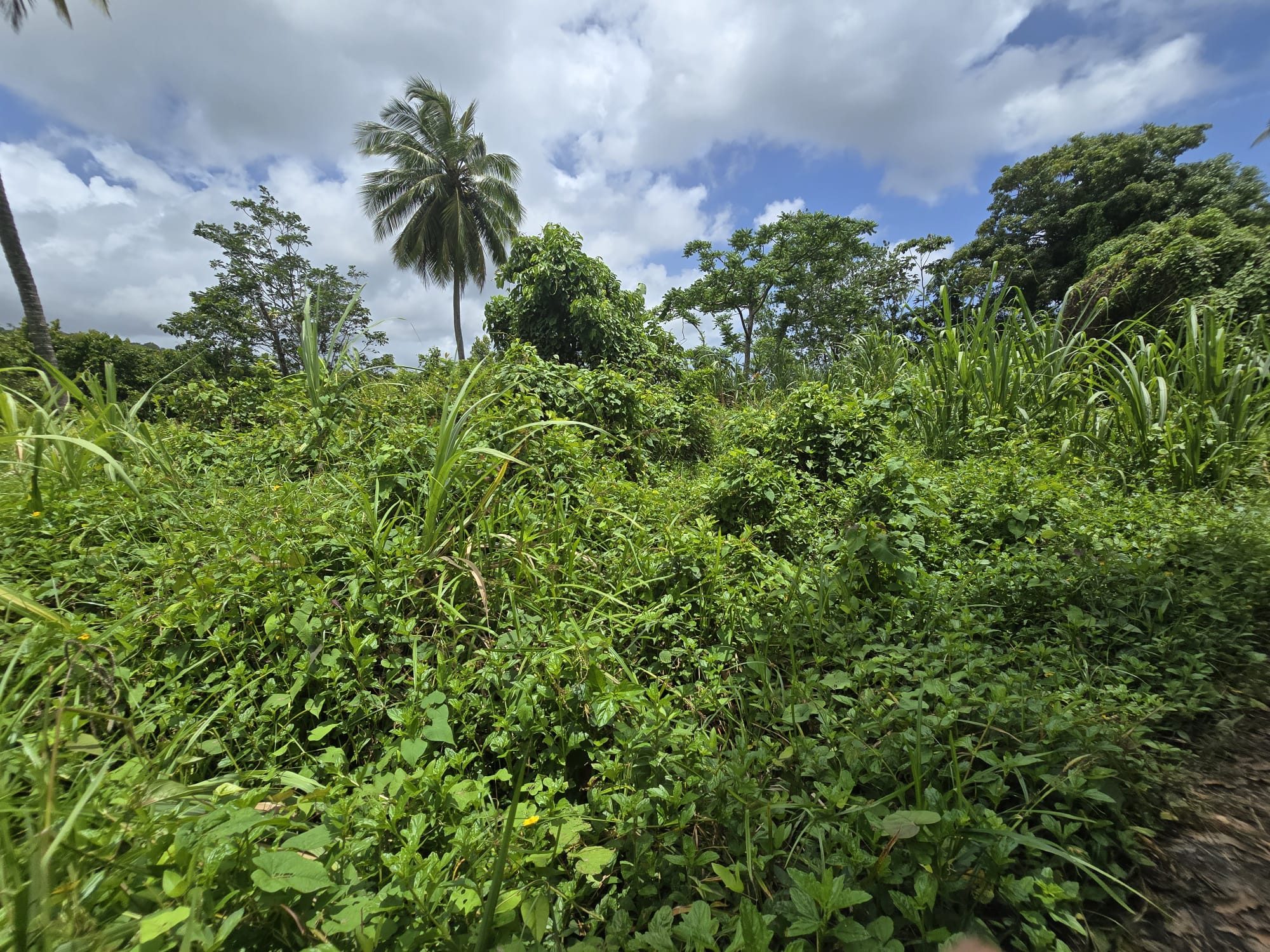 5 acres of agricultural land in Marigot, Dominica – EC$325,000 / US$121,723